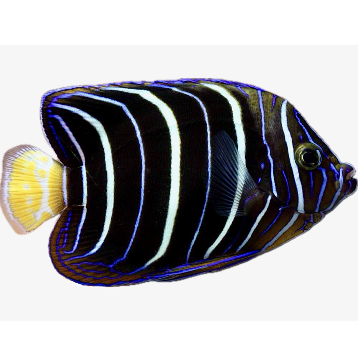 Screenshot 2025-11-10 at 8.33.08 PM.png