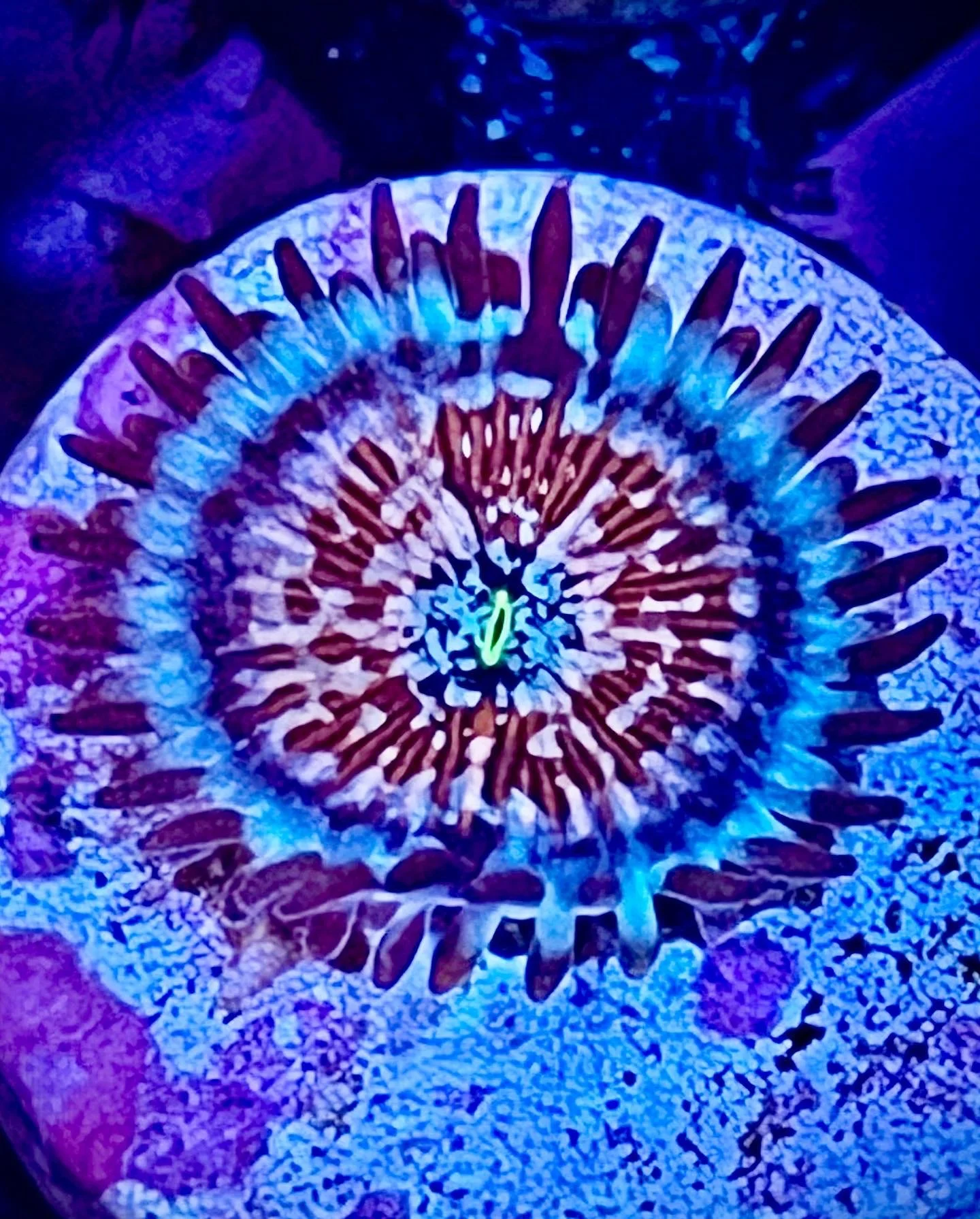 Close-up White Zombie Zoanthid polyp with green mouth and yellow highlights