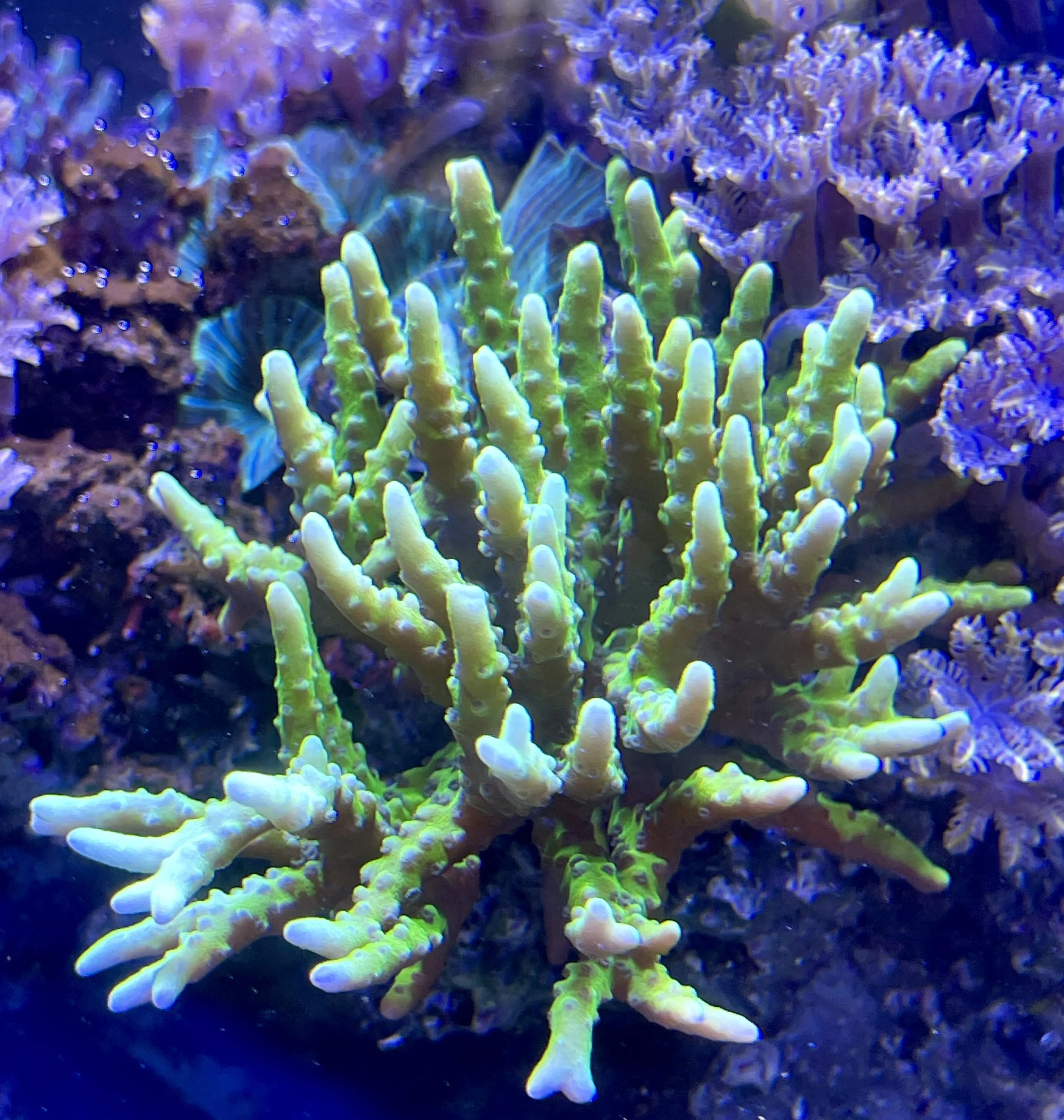 Anacropora forbesi aquacultured SPS coral with tangled growth form
