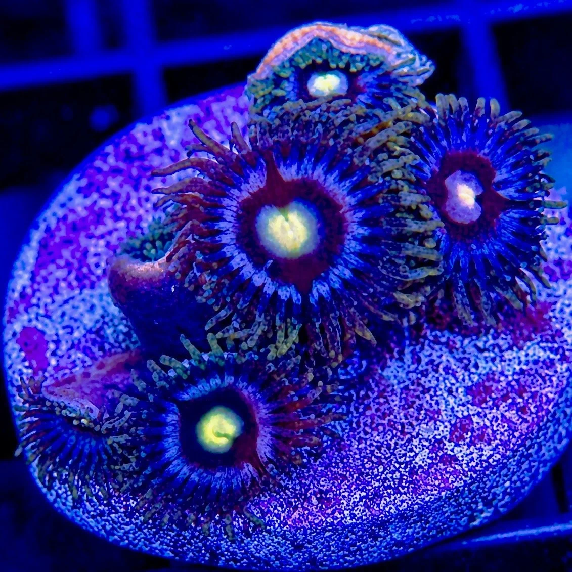Laser indigo Zoas by coralSLover.jpeg