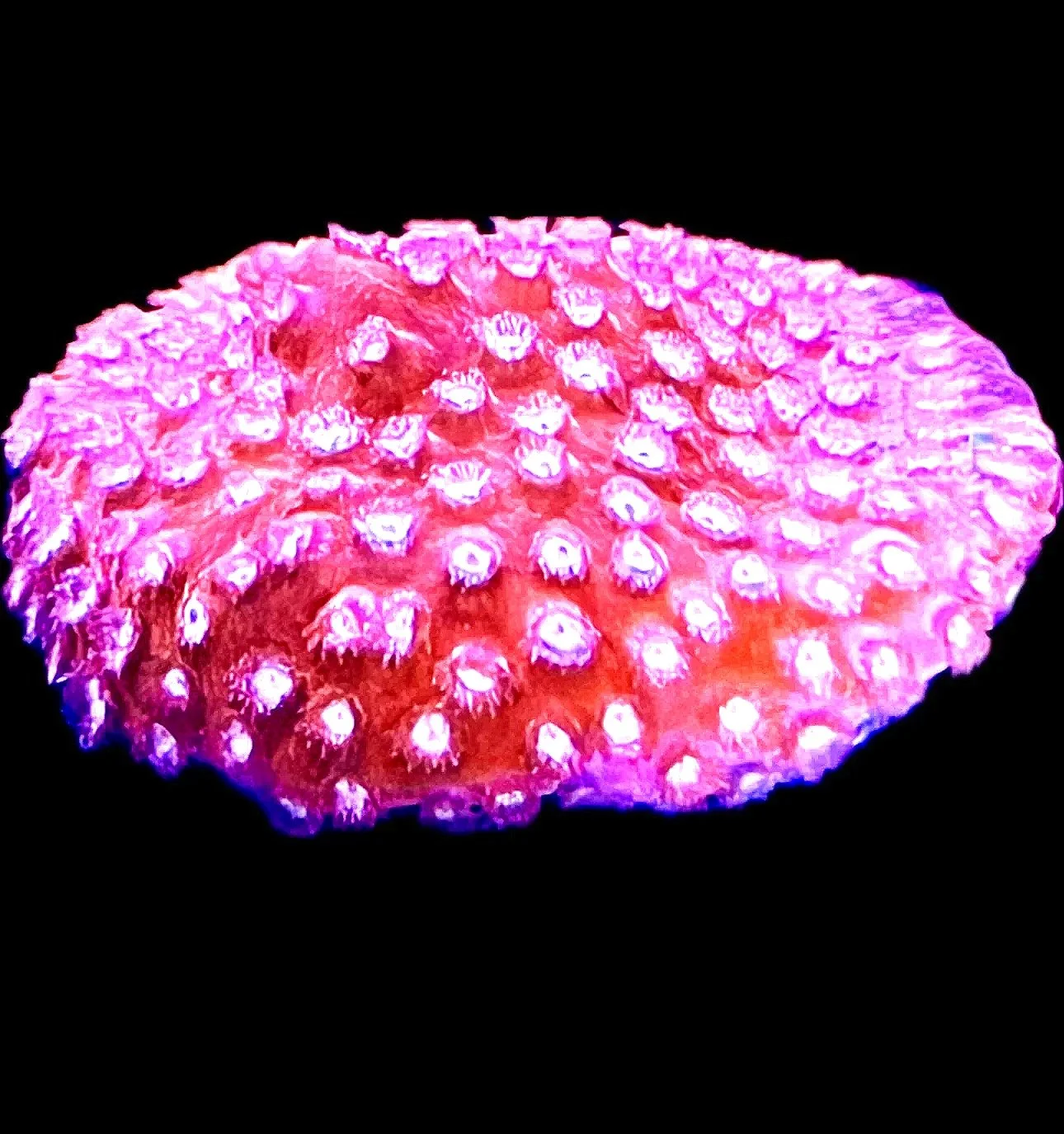 Peppermint Cyphastrea SPS coral encrusting a frag plug, aquacultured by coralSLover®