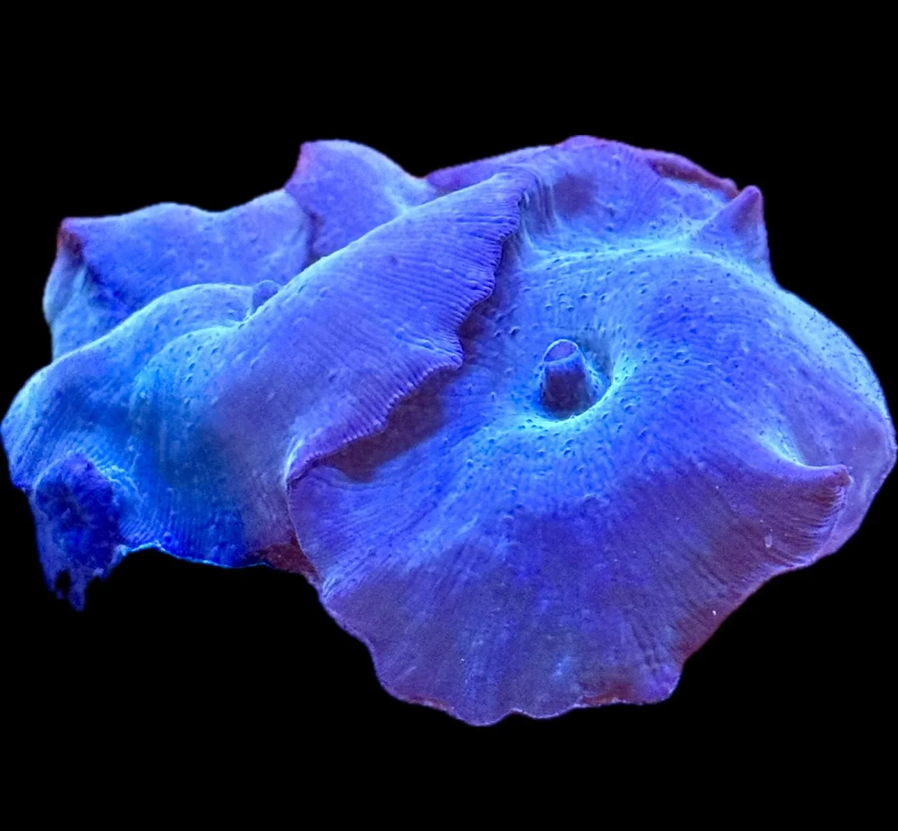 Close-up of Ultra Blue mushroom coral disk texture