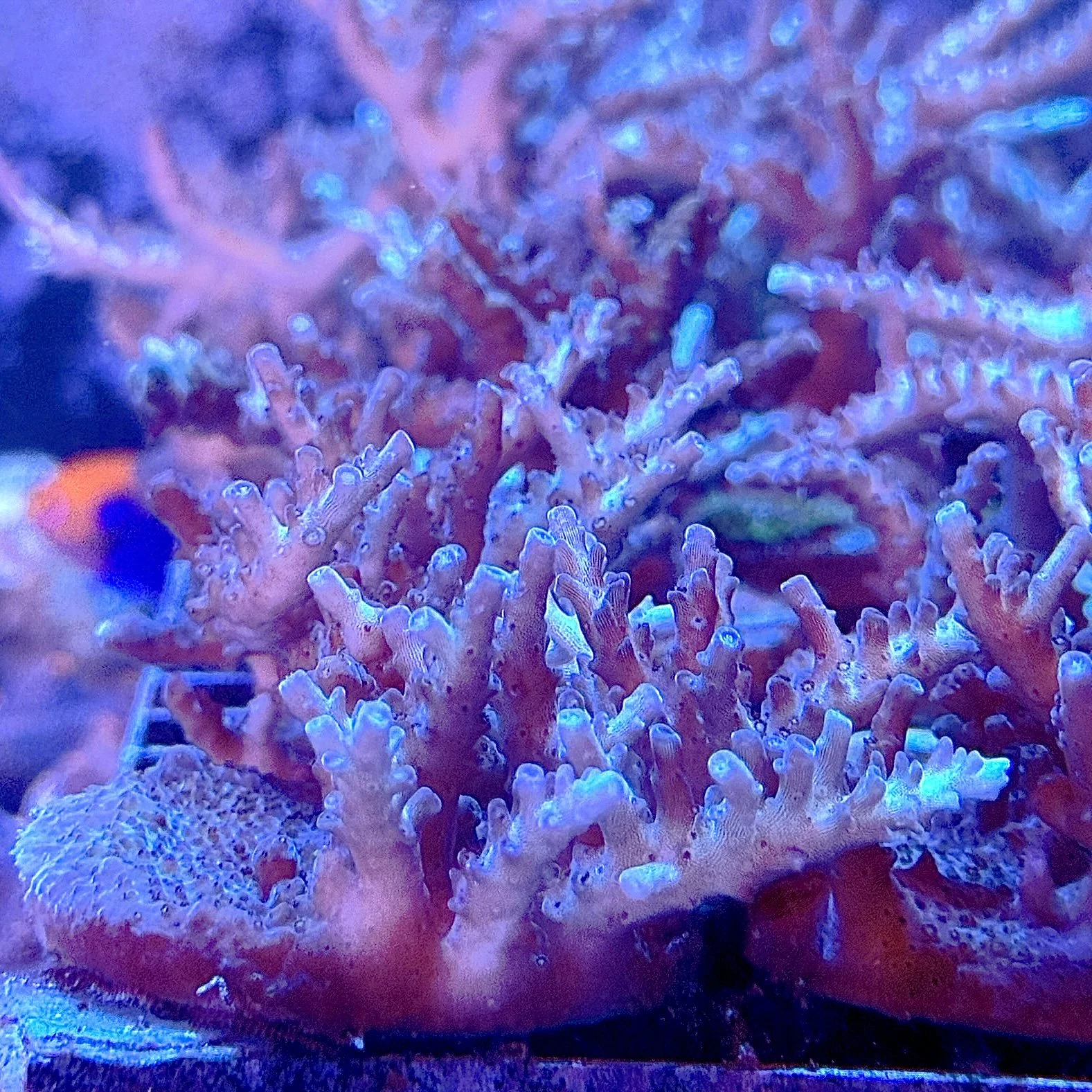 Premium Crayola Plana Acropora SPS coral encrusting with open branching structure in aquarium