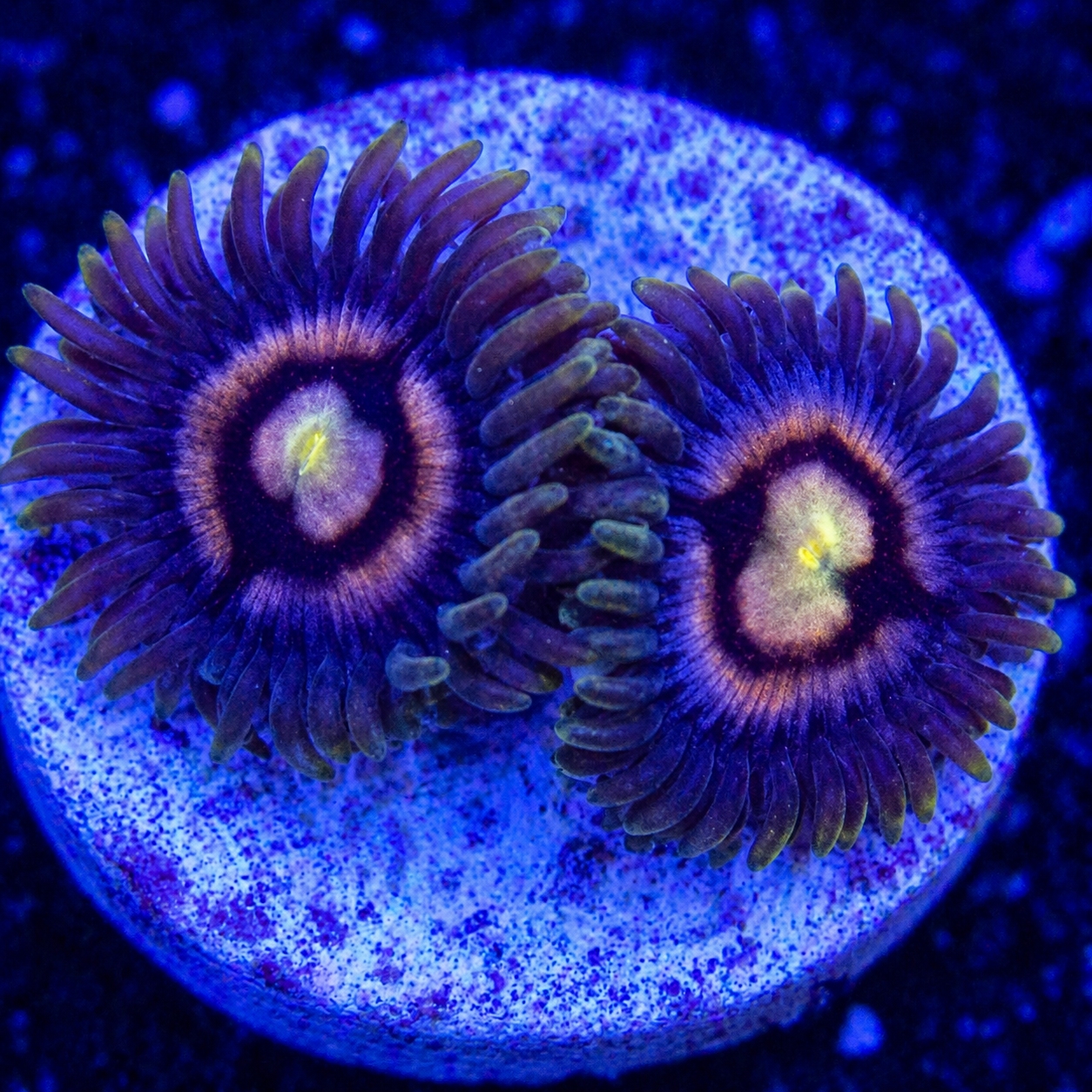 Indigo Laser Zoanthids