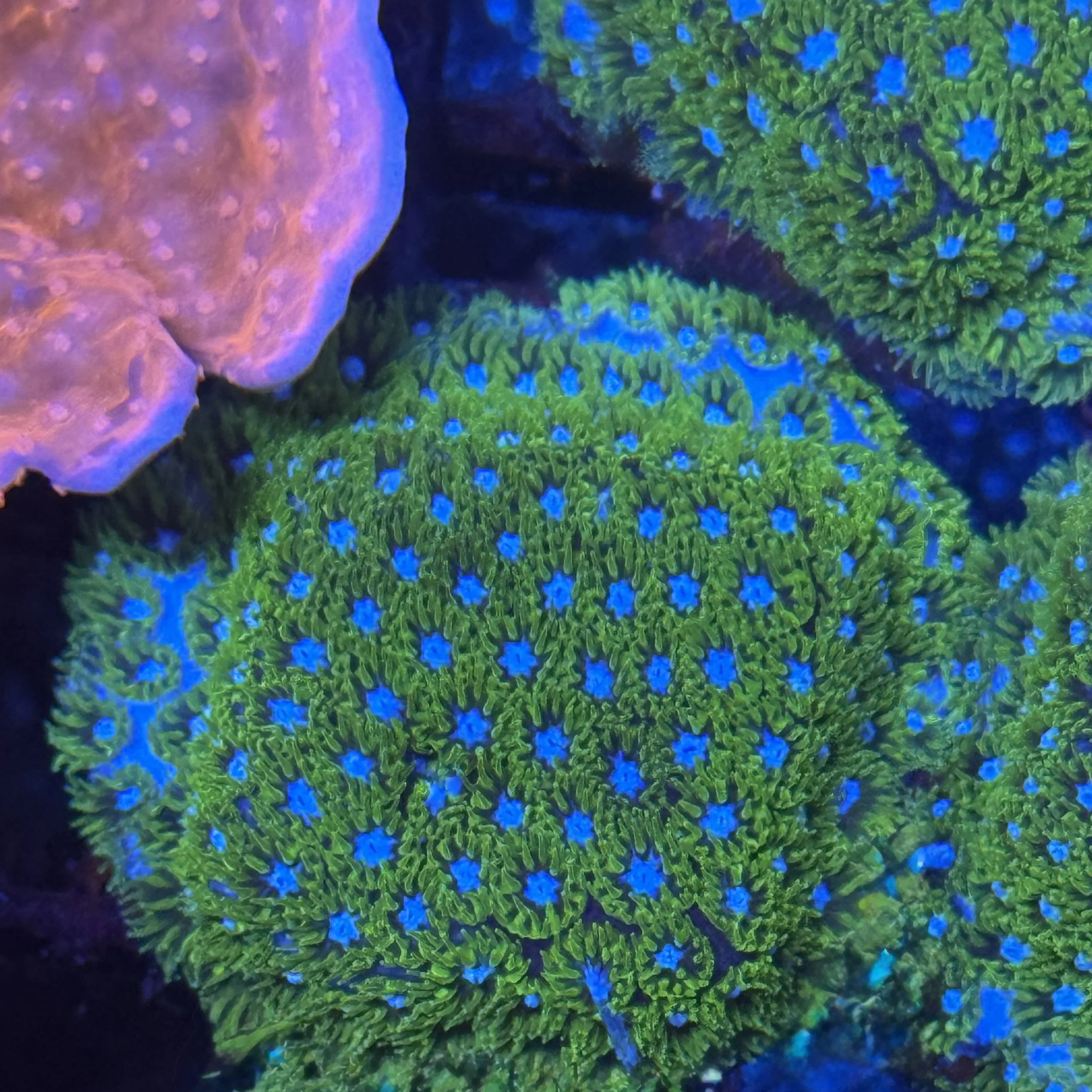 Kermit The Frog Leptastrea encrusting LPS coral with neon green tissue and blue oral centers