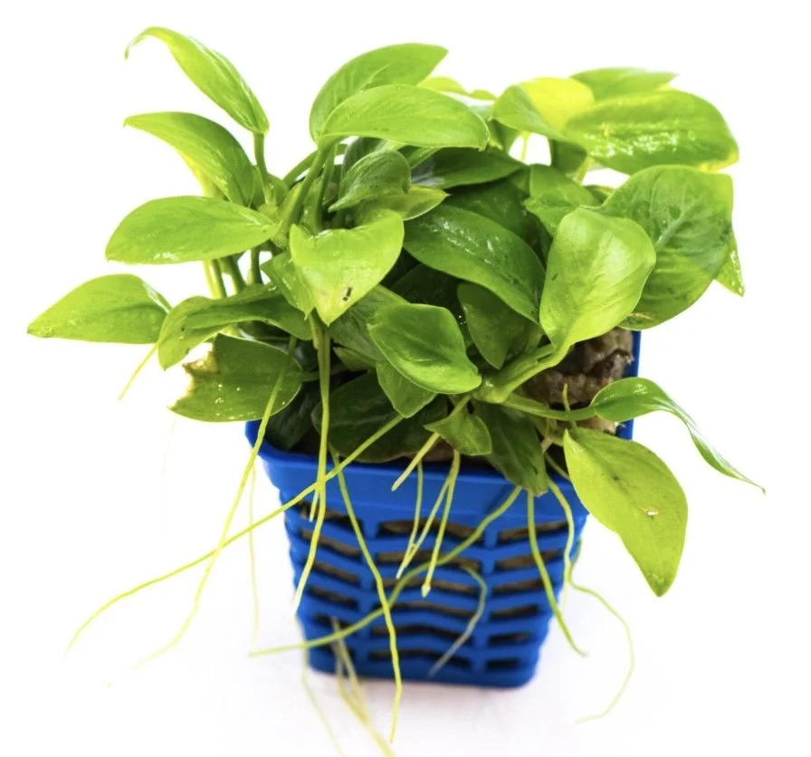 Image 11-2-25 at 7.34 AM.jpeg