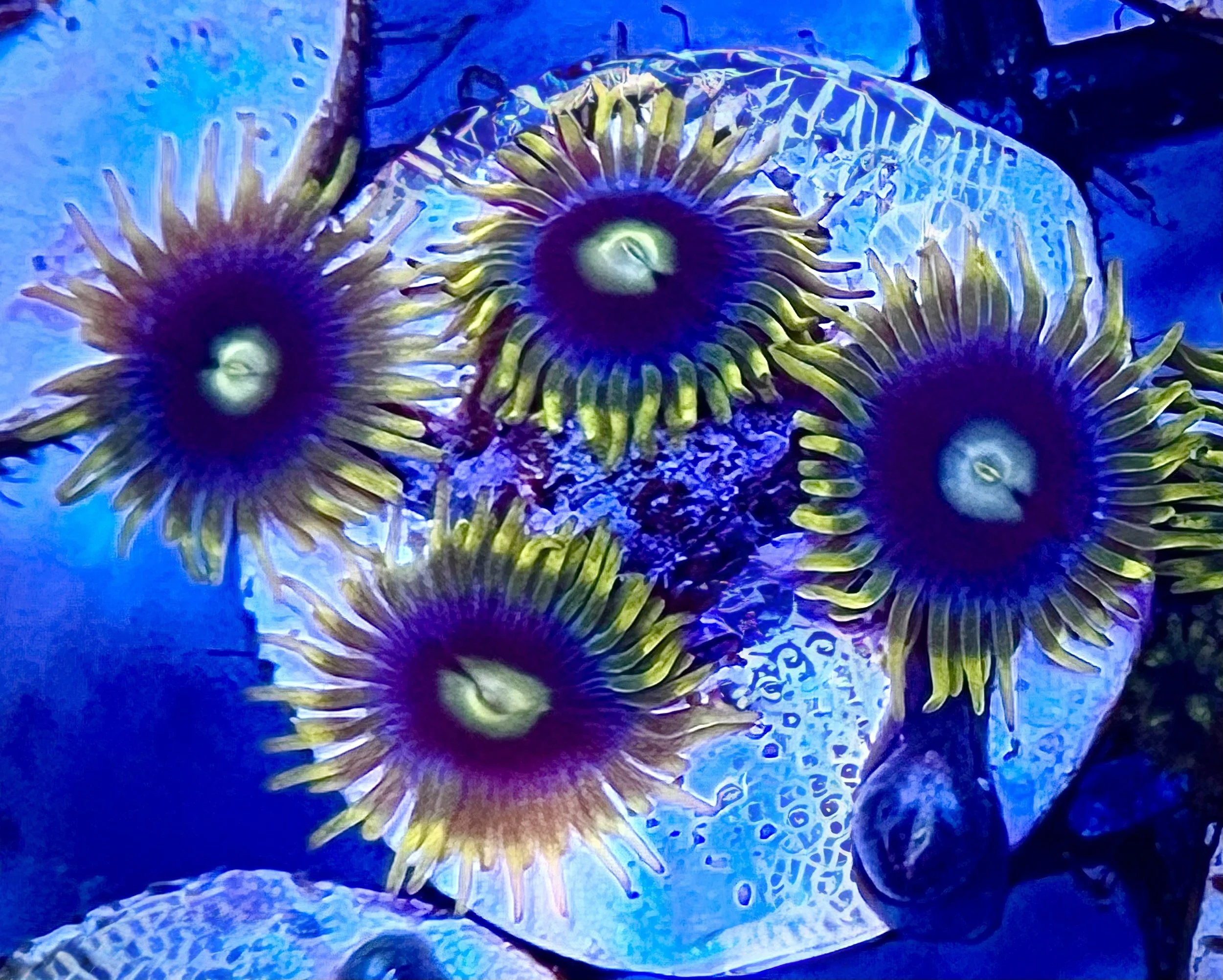 Coronas Zoanthids reef coral fully open with long neon green tentacles forming a halo effect