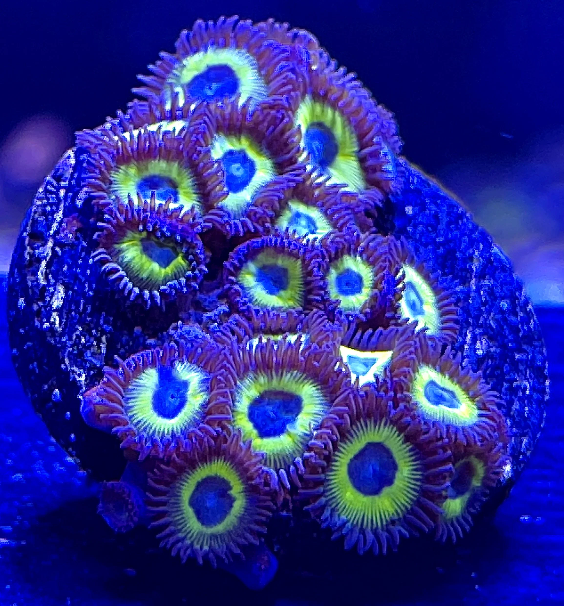 Yellow Submarine Zoanthids aquacultured coral with bright yellow faces, white mouths, and purple-brown eyelashes grown by coralSLover®
