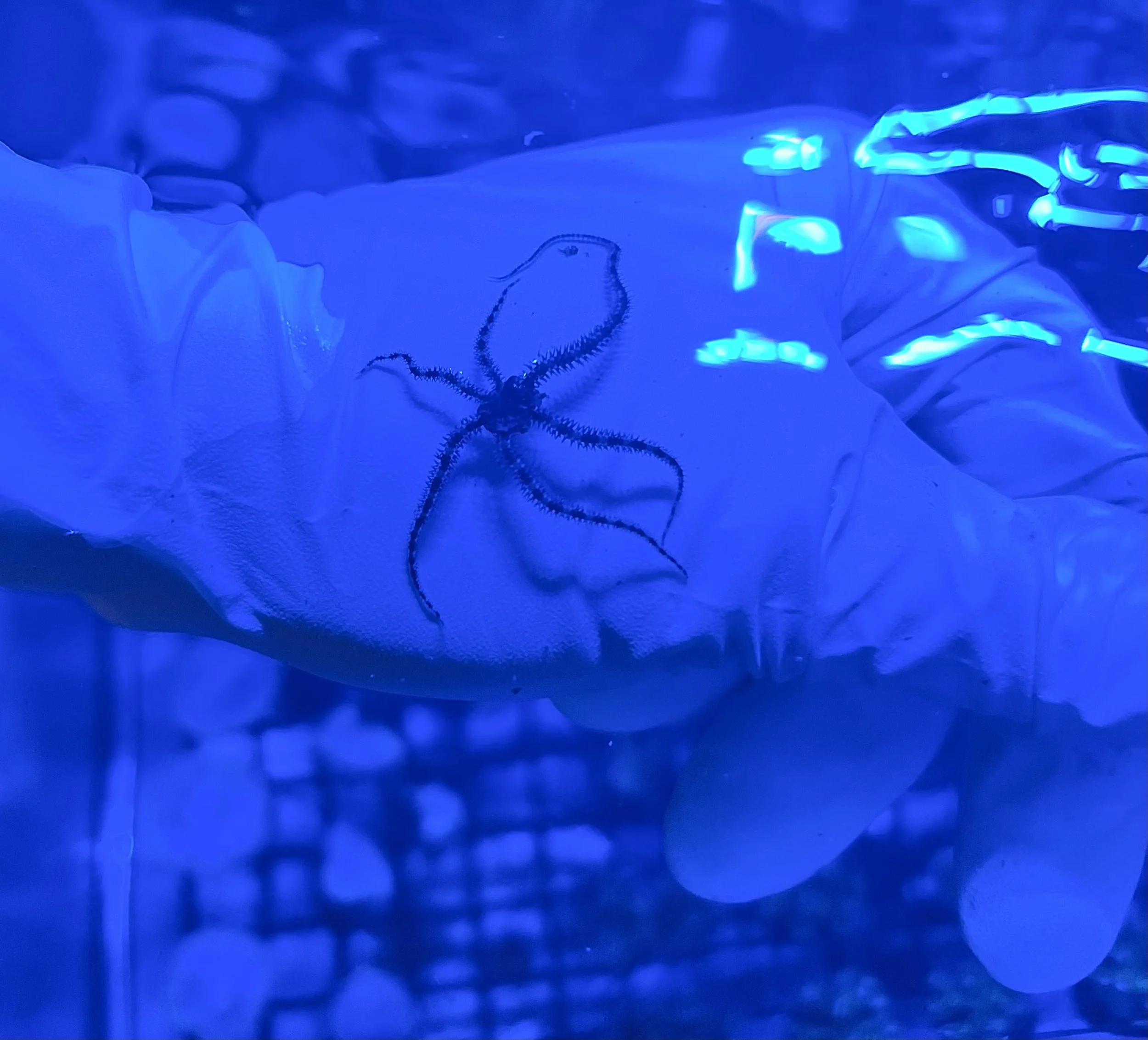 Ophionereis reticulata brittle star hiding in rock with extended arms feeding