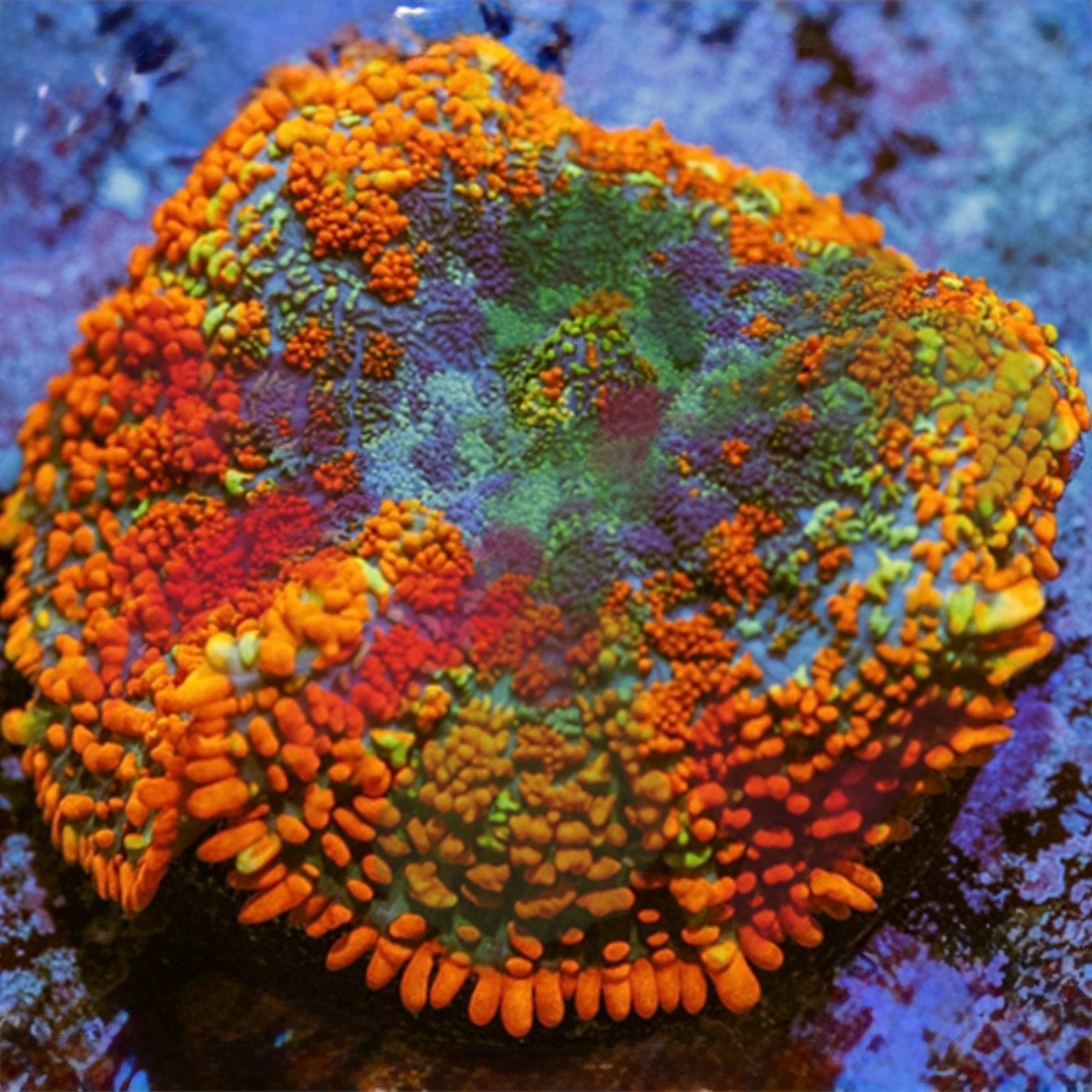 Rainbow Rhodactis Mushroom coral displaying orange green blue and purple coloration