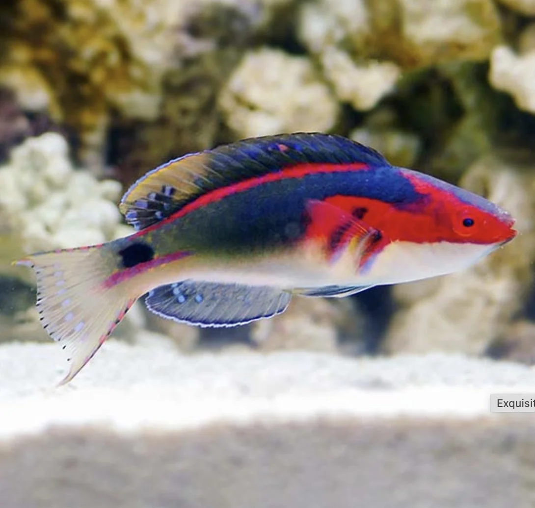 Image 2-12-25 at 9.00 AM.jpeg