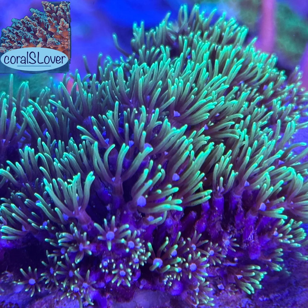coralSLover | FREE Coral for All Orders. Buy 3 get 1 FREE Coral