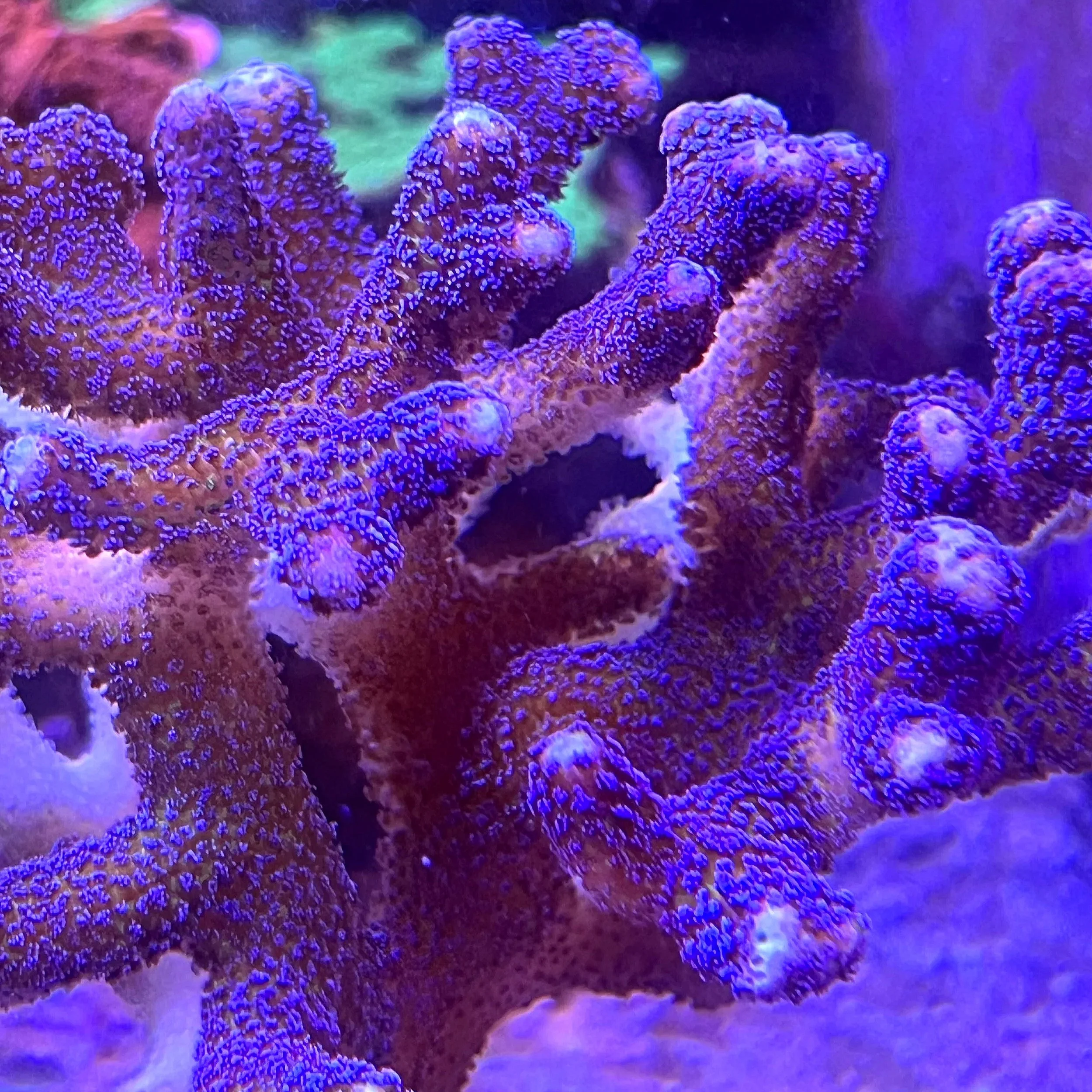 Aquacultured Blue Pocillopora coral grown by coralSLover®