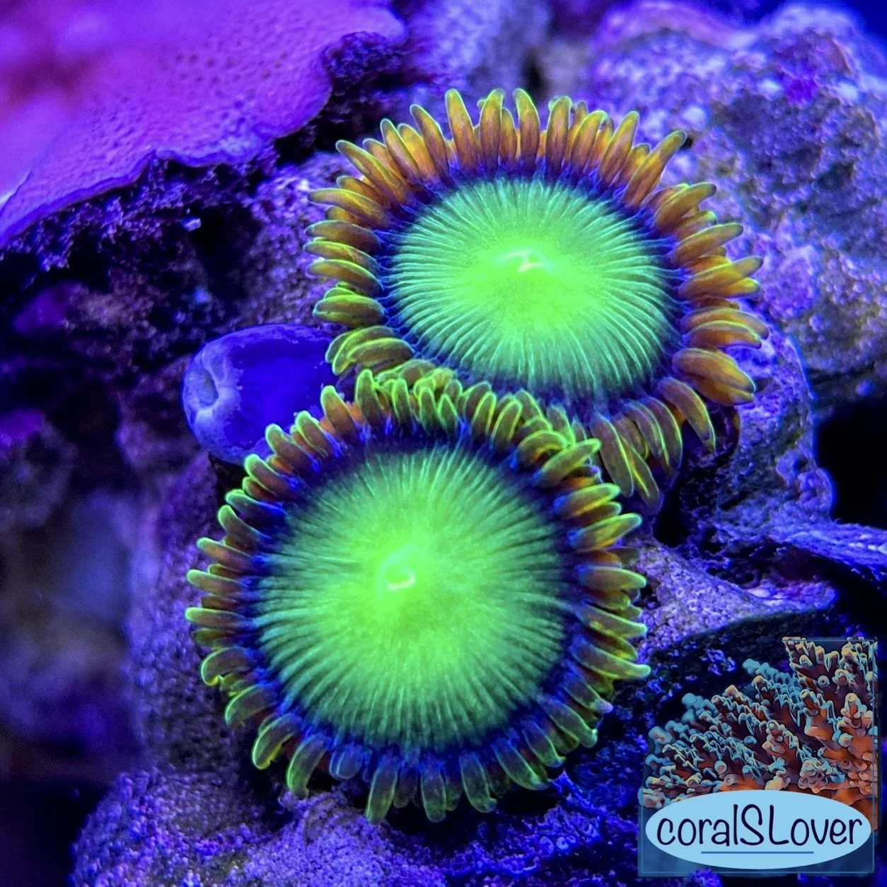 Green Candy Apple Zoanthids