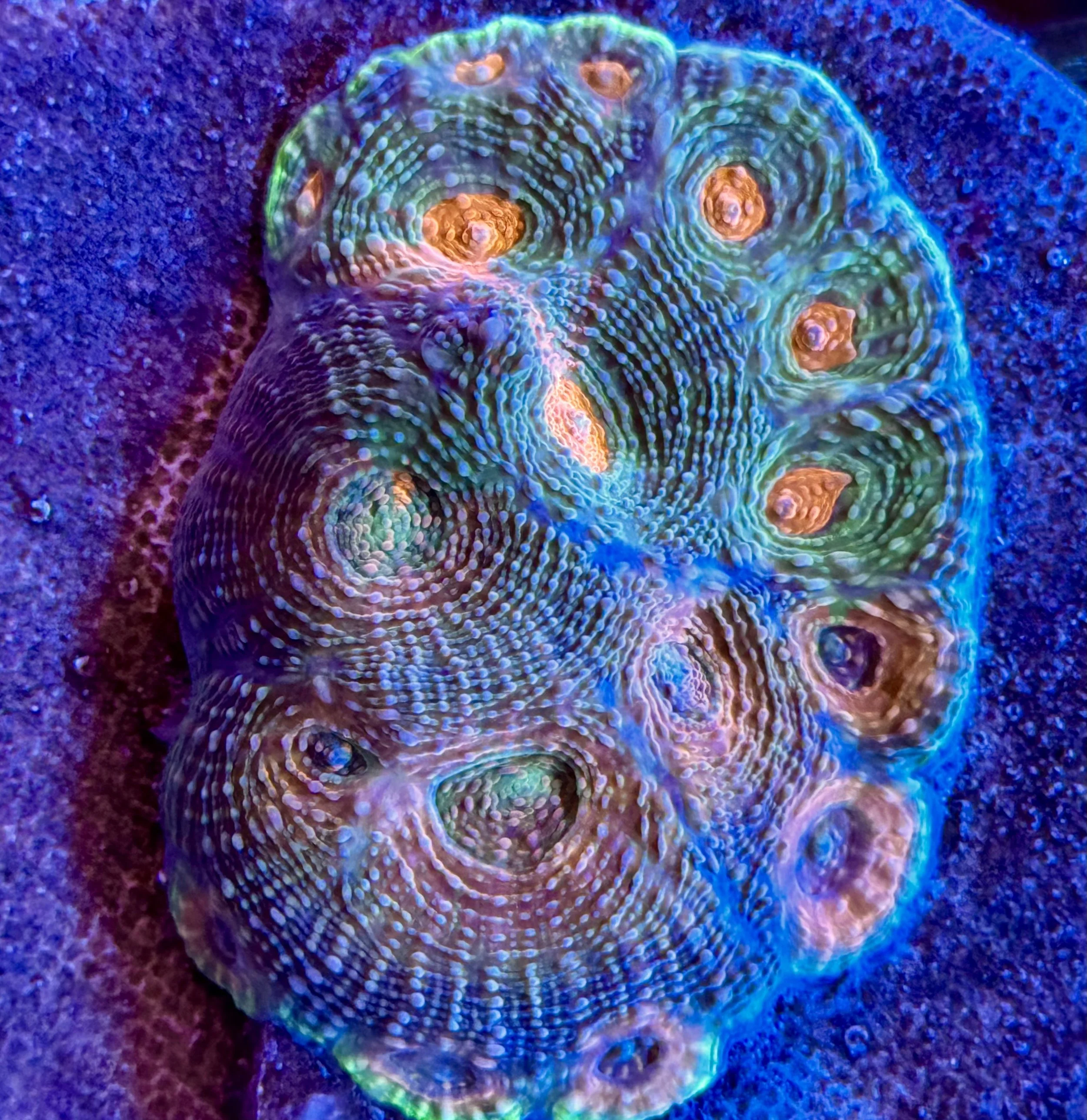 Acanthastrea echinata coral with thick fleshy polyps and neon green highlights