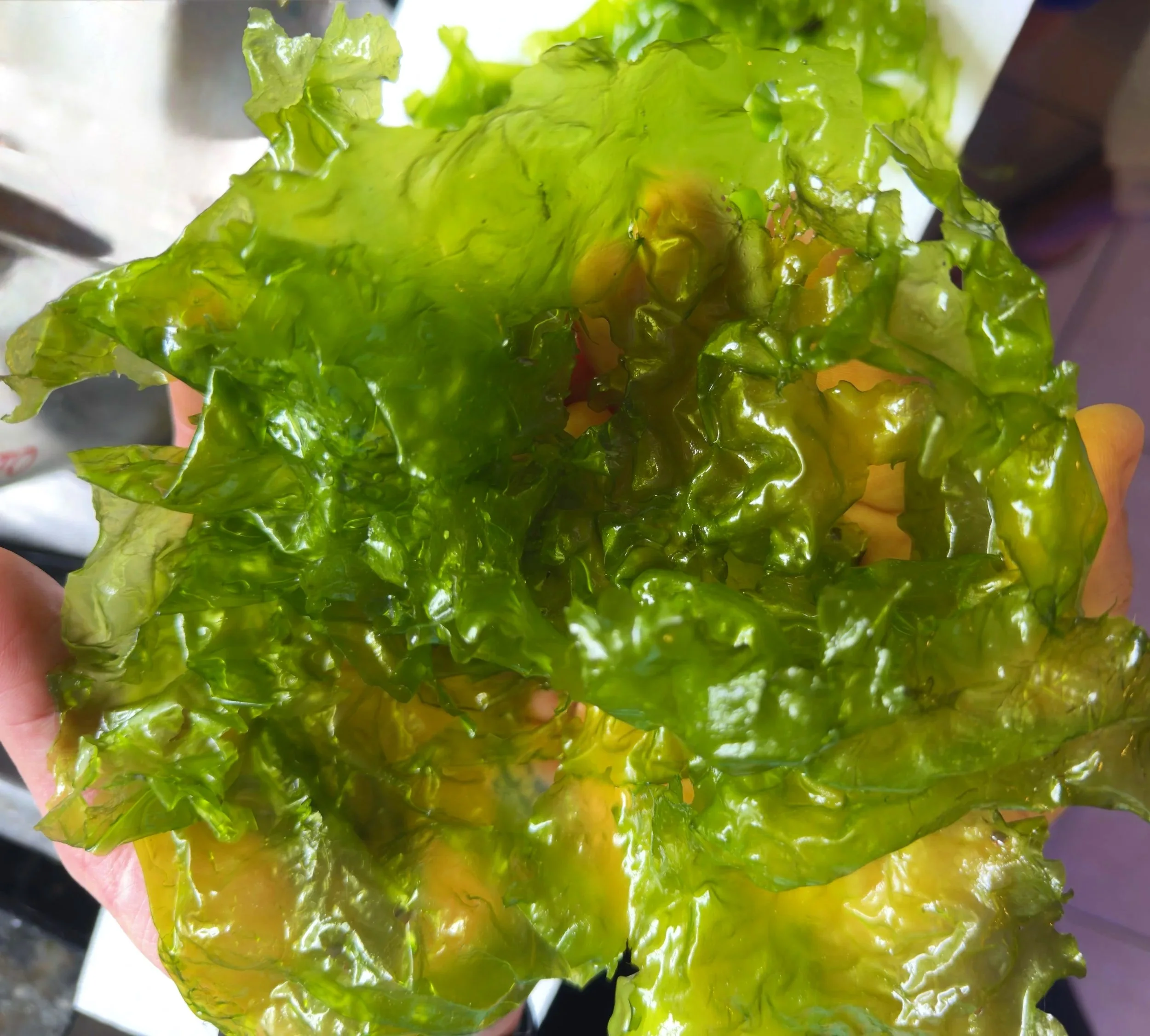 Fresh Ulva Sea Lettuce marine macroalgae for refugium nutrient export and tang feeding