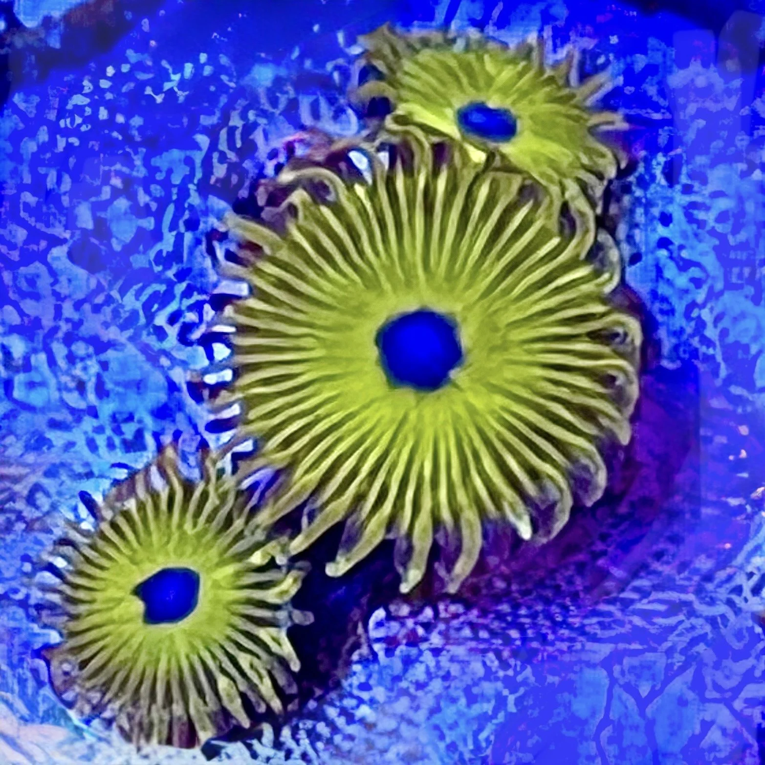 Premium Tweety Bird Zoanthids showing bright yellow polyps with blue mouths