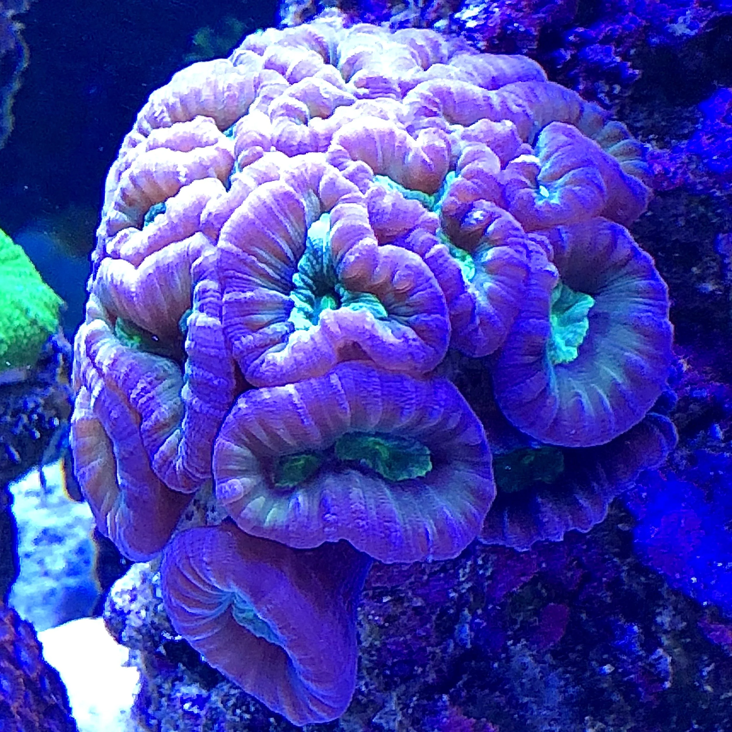 Pinwheel Caulastrea candy cane coral colony viewed under blue reef lighting
