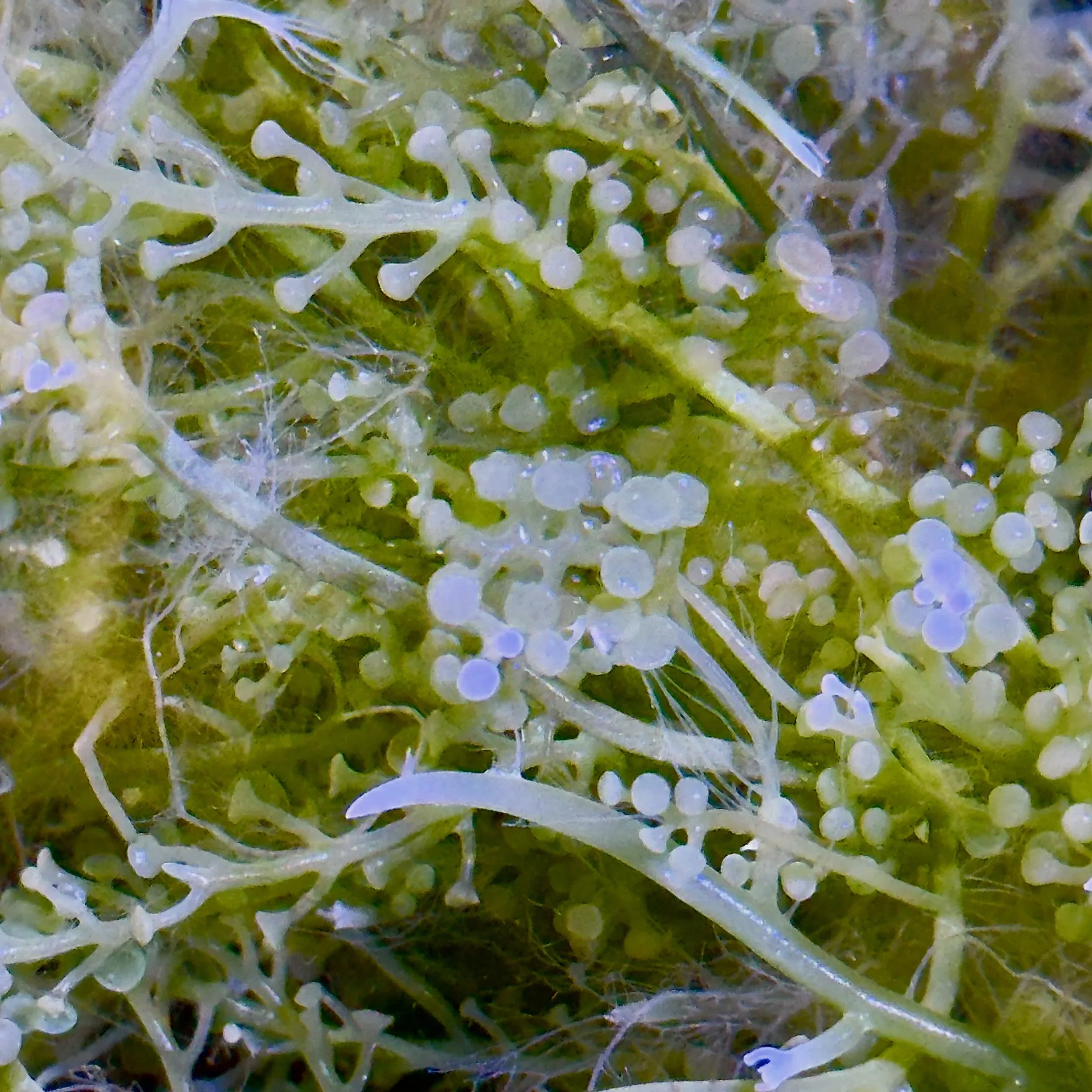 green caulerpa algae growing in reef aquarium with rounded bulbs