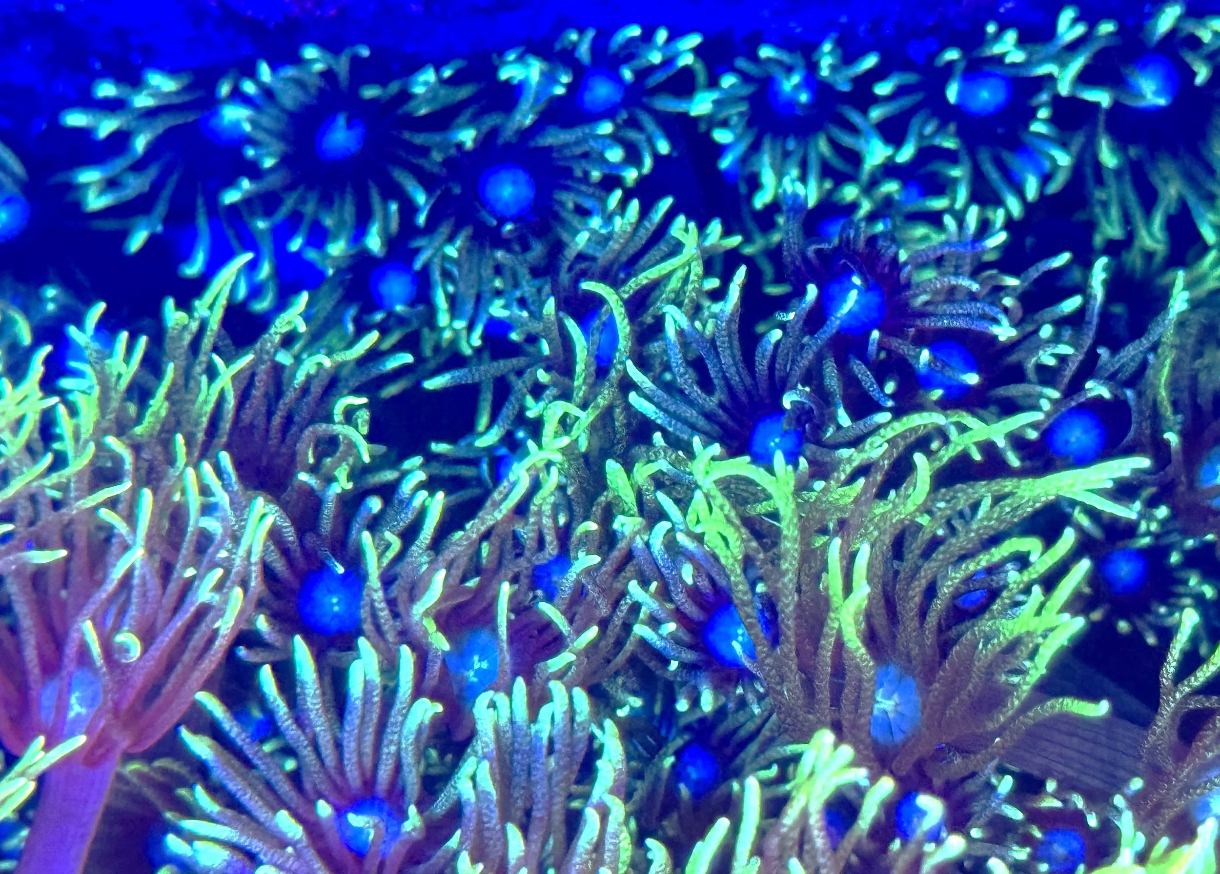 Detailed polyp texture of Grinch Goniopora with vibrant green coloration and smooth movement