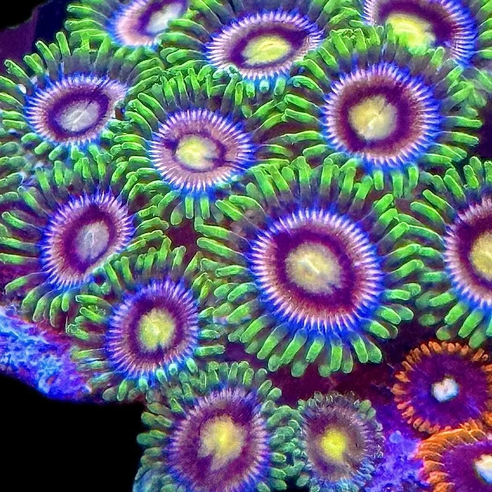 Laser Lemon Zoanthids with blue outer ring and orange-red face