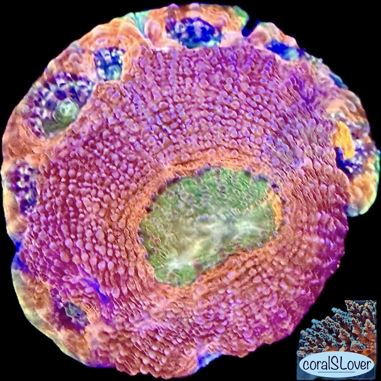 Pineapple Acan Echinata