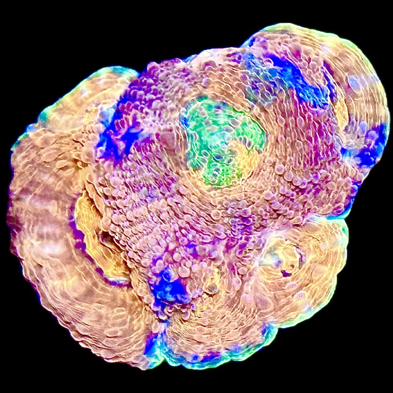 Multicolor Pineapple Acan Echinata with orange centers and blue-purple undertones