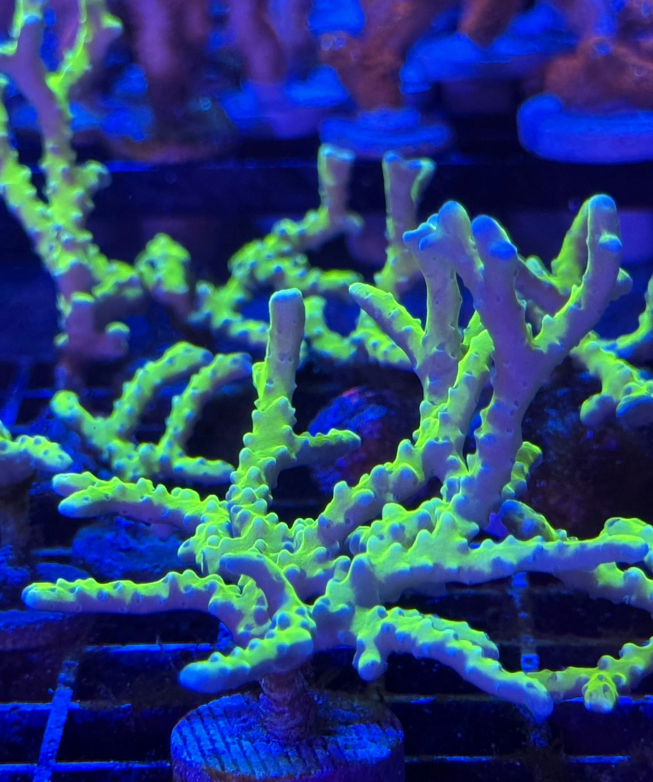 Neon yellow-green SPS coral Anacropora forbesi in reef aquarium