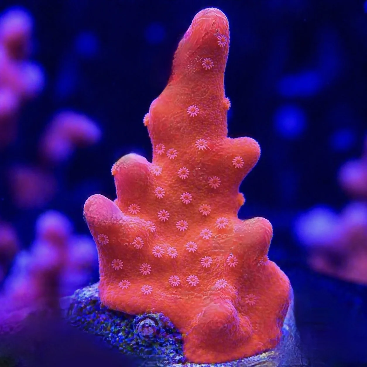 Orange Setosa - Montipora Coral