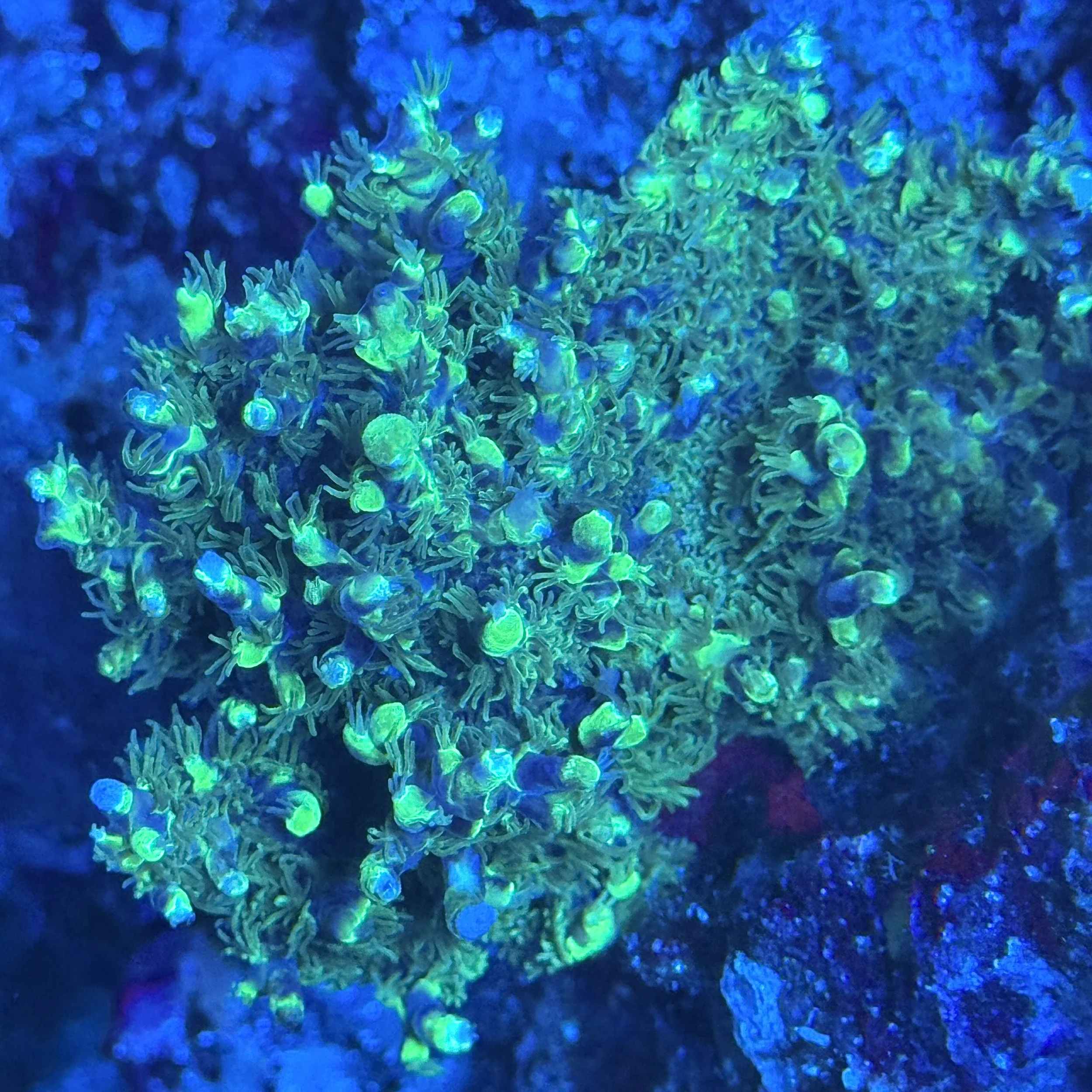 Woolly Green Acropora Coral