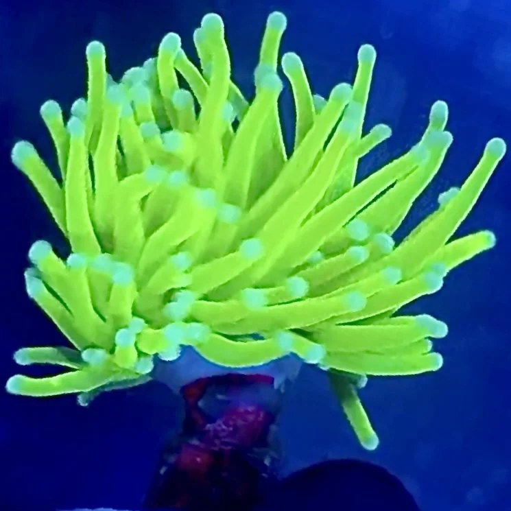 Highlighter Holy Grail Torch coral fully extended with intense highlighter coloration