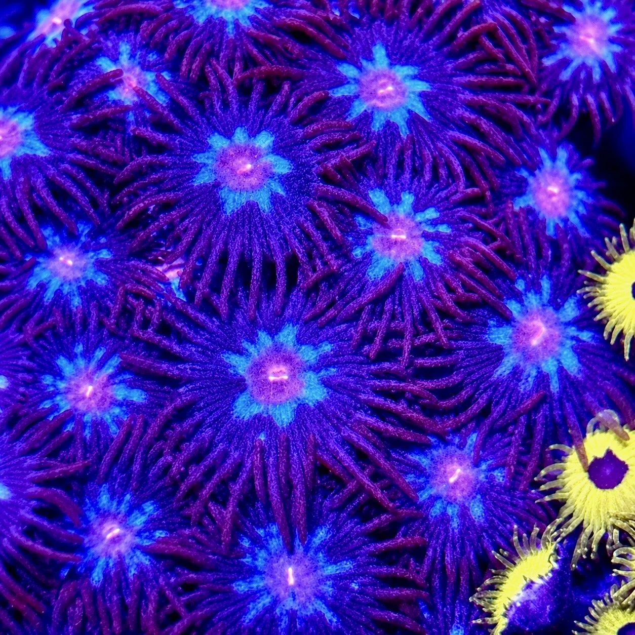Superman Zoanthids