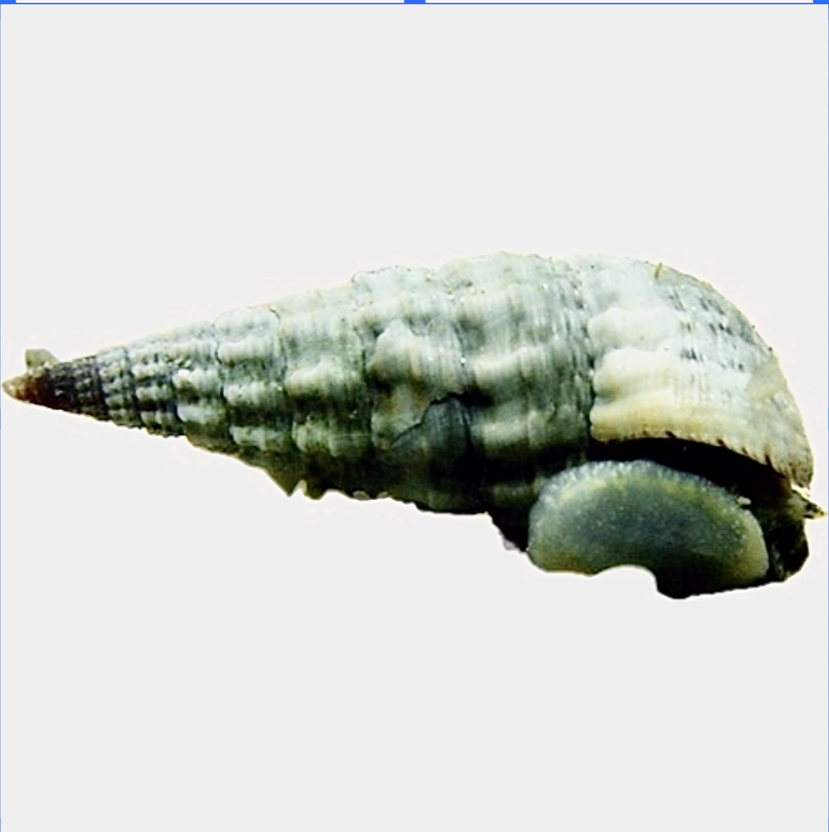 Screenshot 2025-11-10 at 9.41.27 AM.png