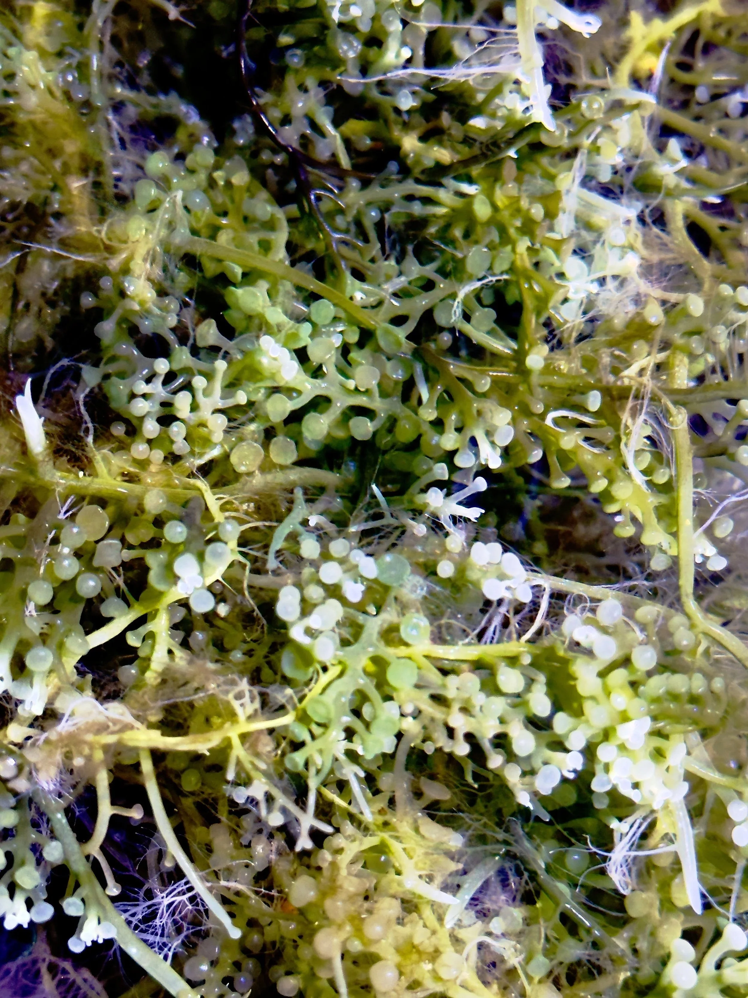 structured caulerpa algae attached to rock surface