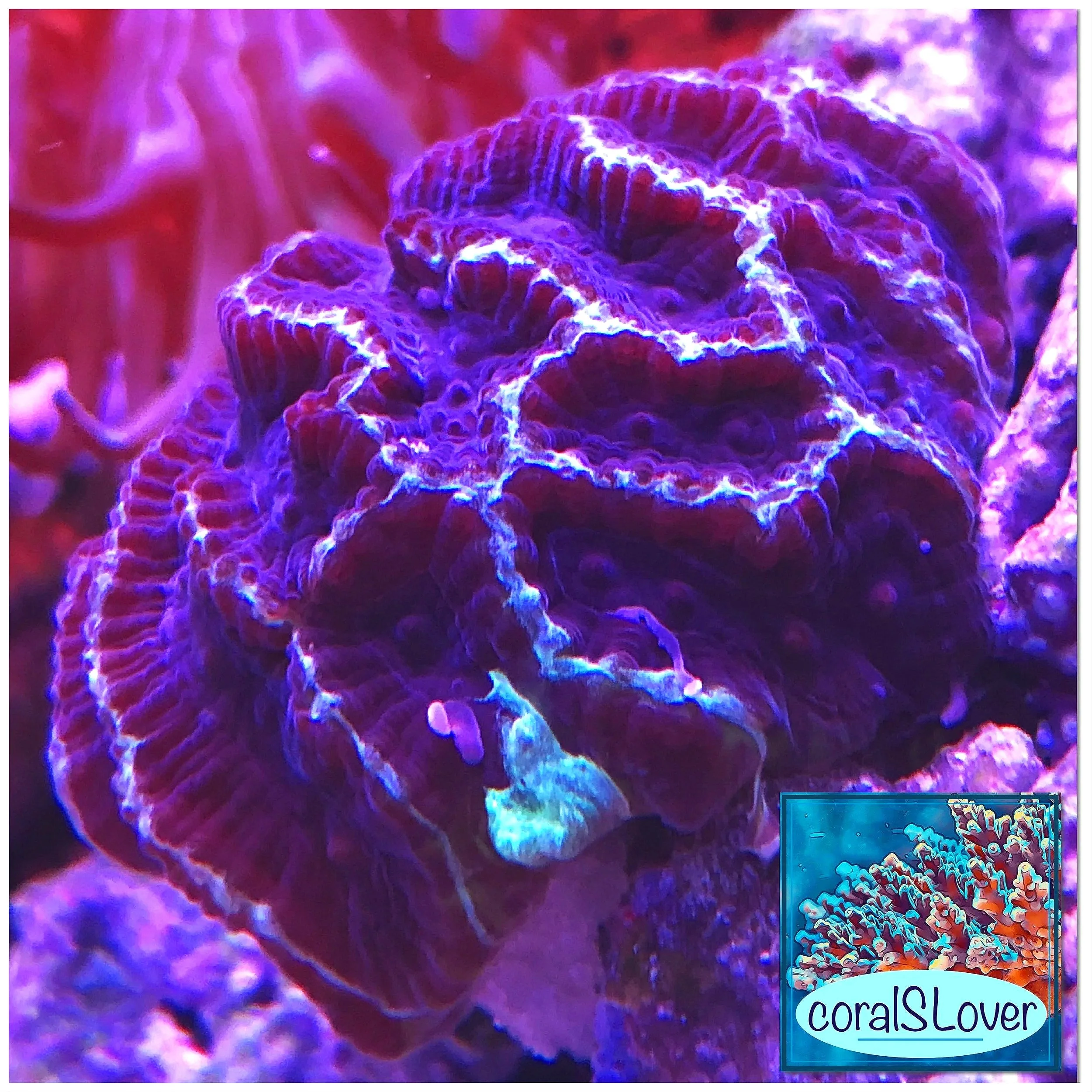 Purple Depth Favia – Live Saltwater LPS Coral Brain Coral | Cyan Liners | Deep Purple Body