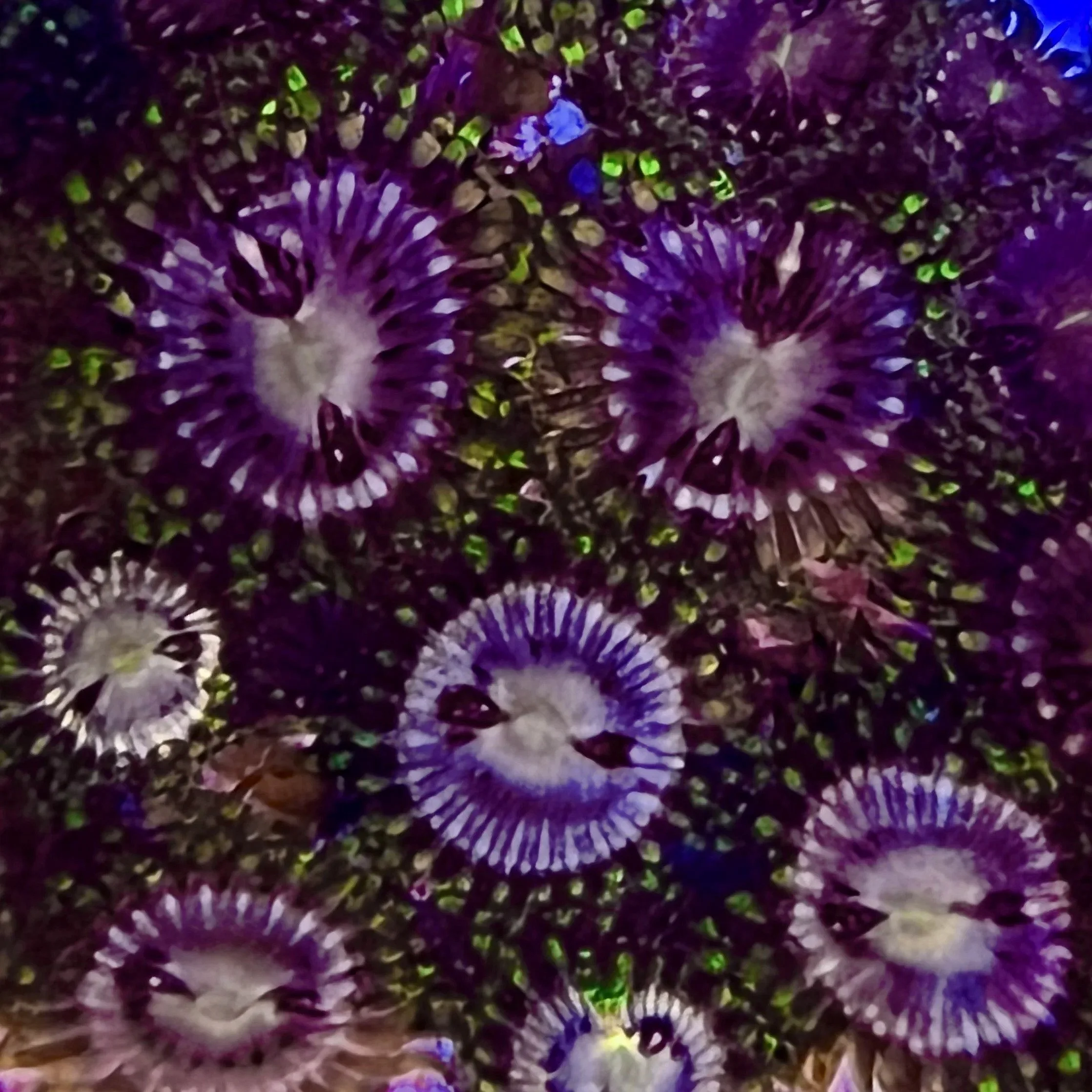 Close-up Nightlight Sakura Zoanthid showing white center and striped skirt