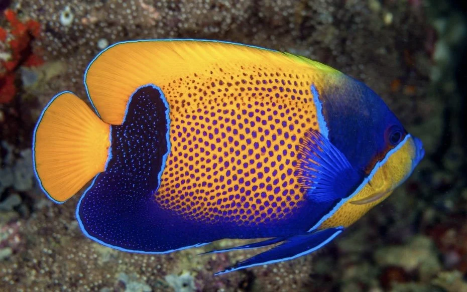 Image 11-25-24 at 11.31 AM.jpeg