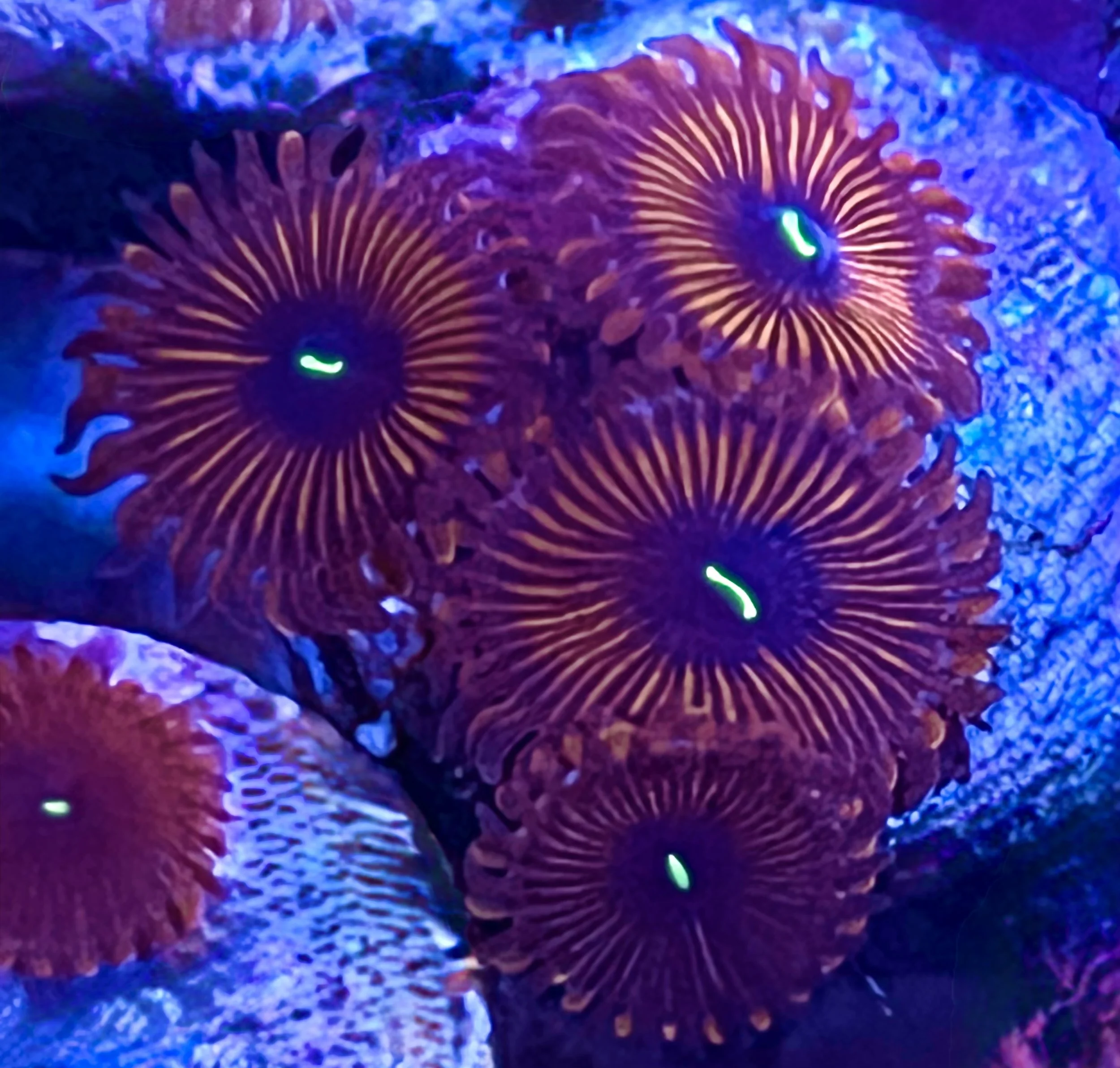 Red People Eater Zoanthids Live Aquaculture Coral