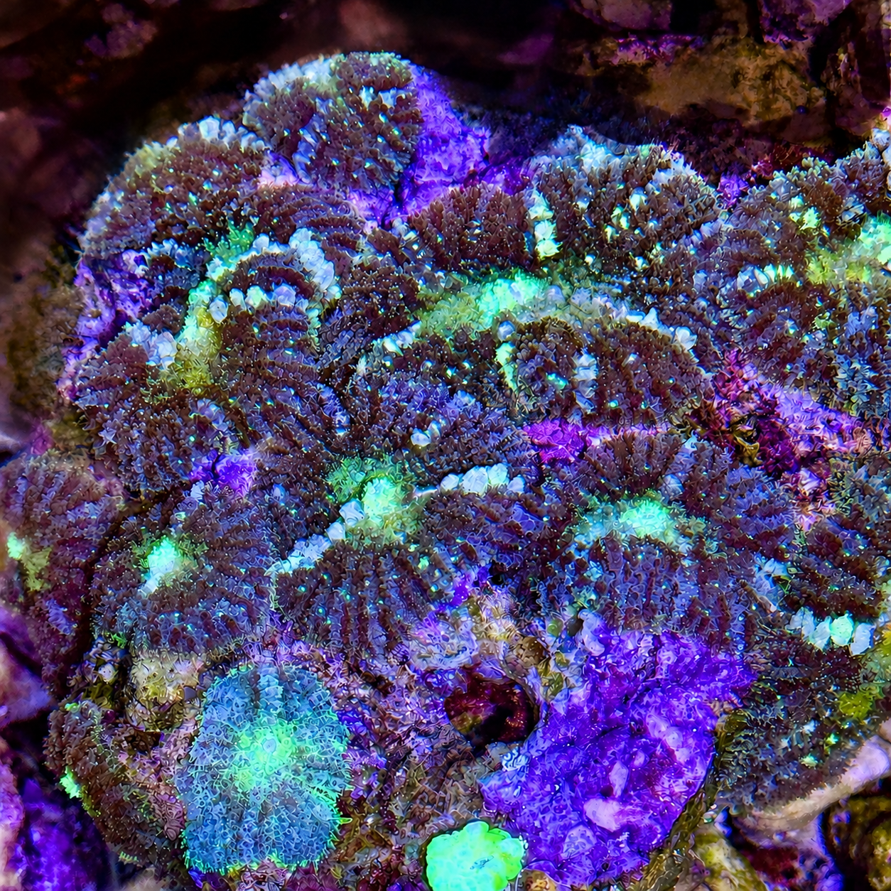 Green & Frosted Violet Bullseye Mushroom Colony by coralSLover Rhodactis bullseye mushroom coral showing green outer ring and frosted violet center under reef lighting