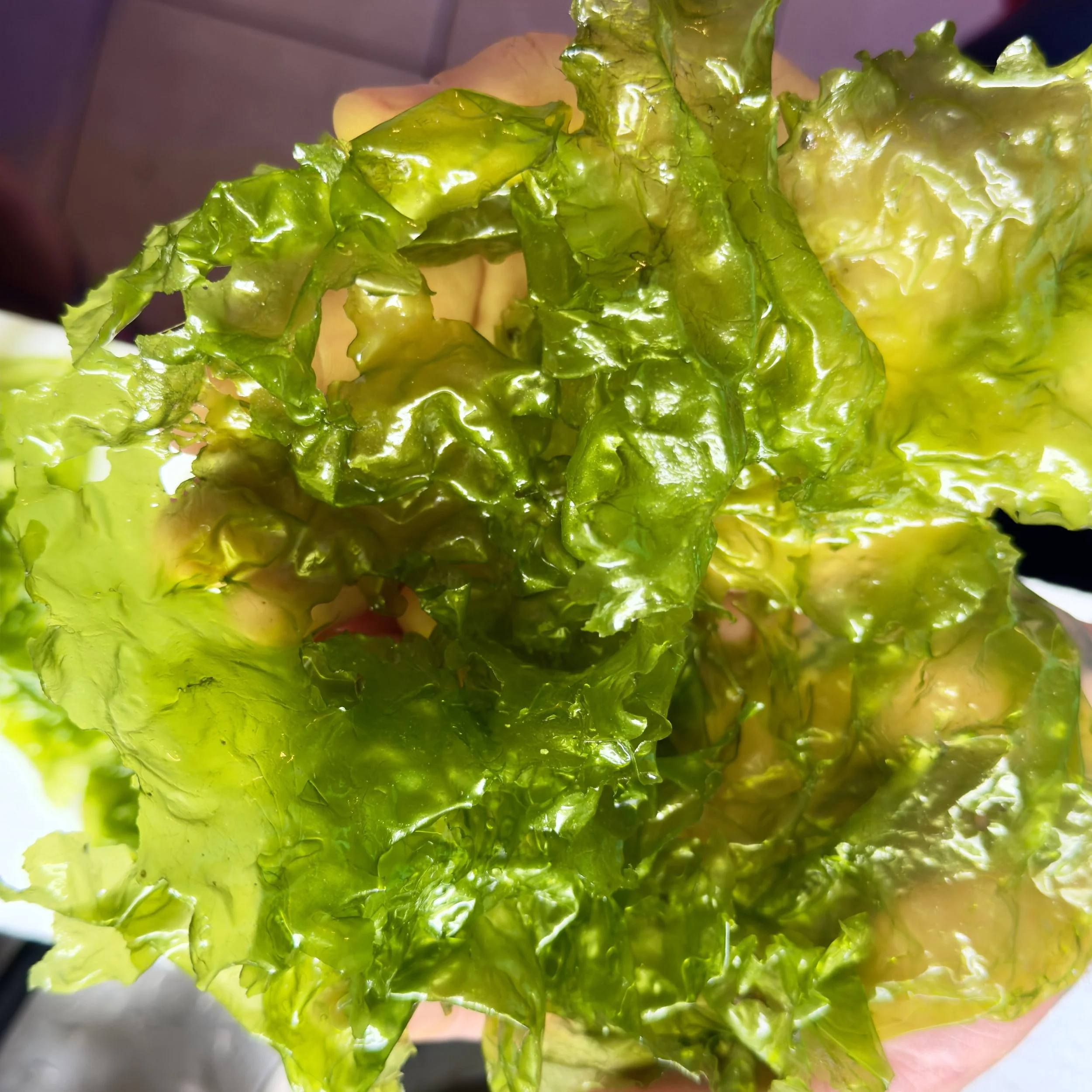 Bright green Ulva Sea Lettuce macroalgae with translucent sheet-like blades in hand