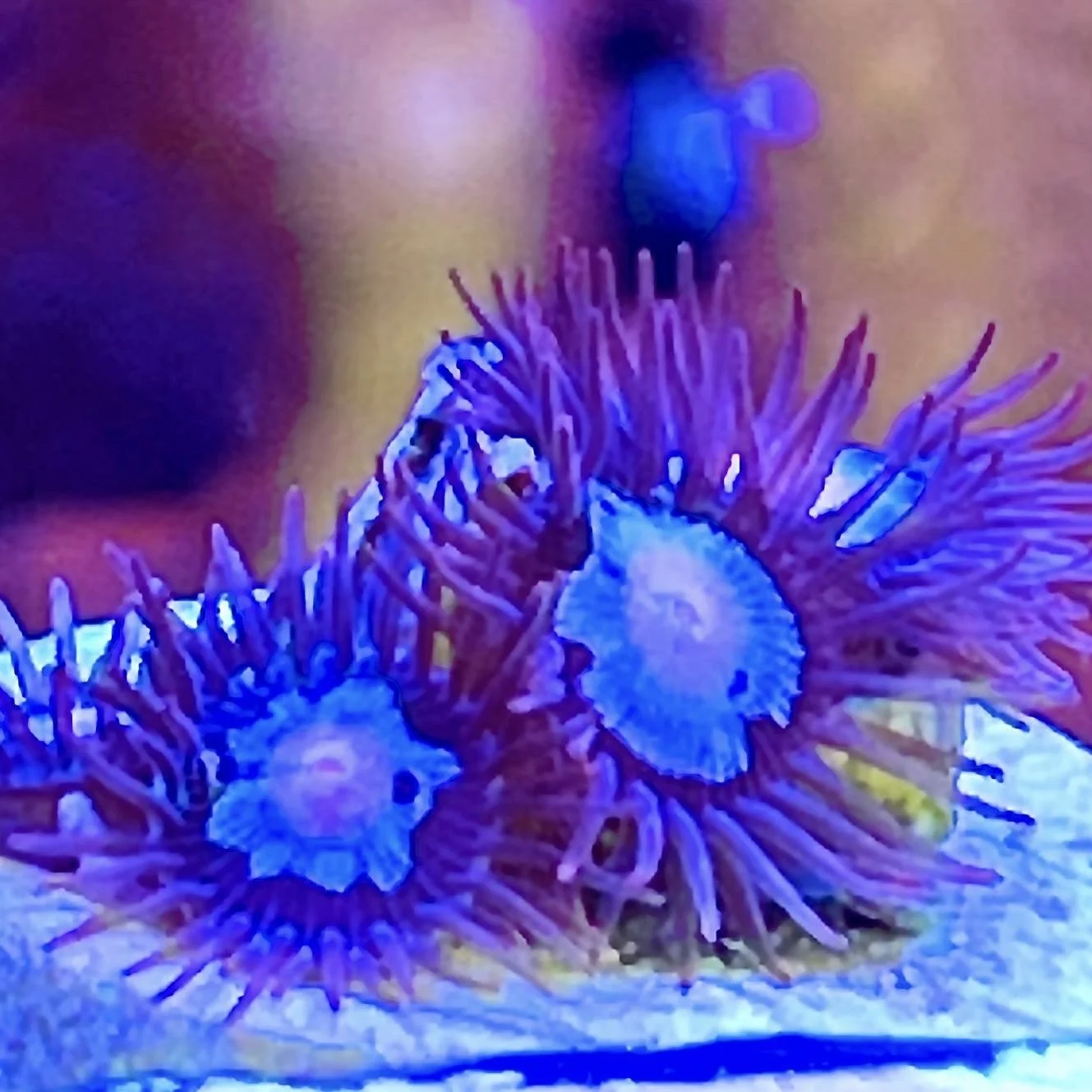 Close-up Superman Zoanthid showing classic blue and red coloration