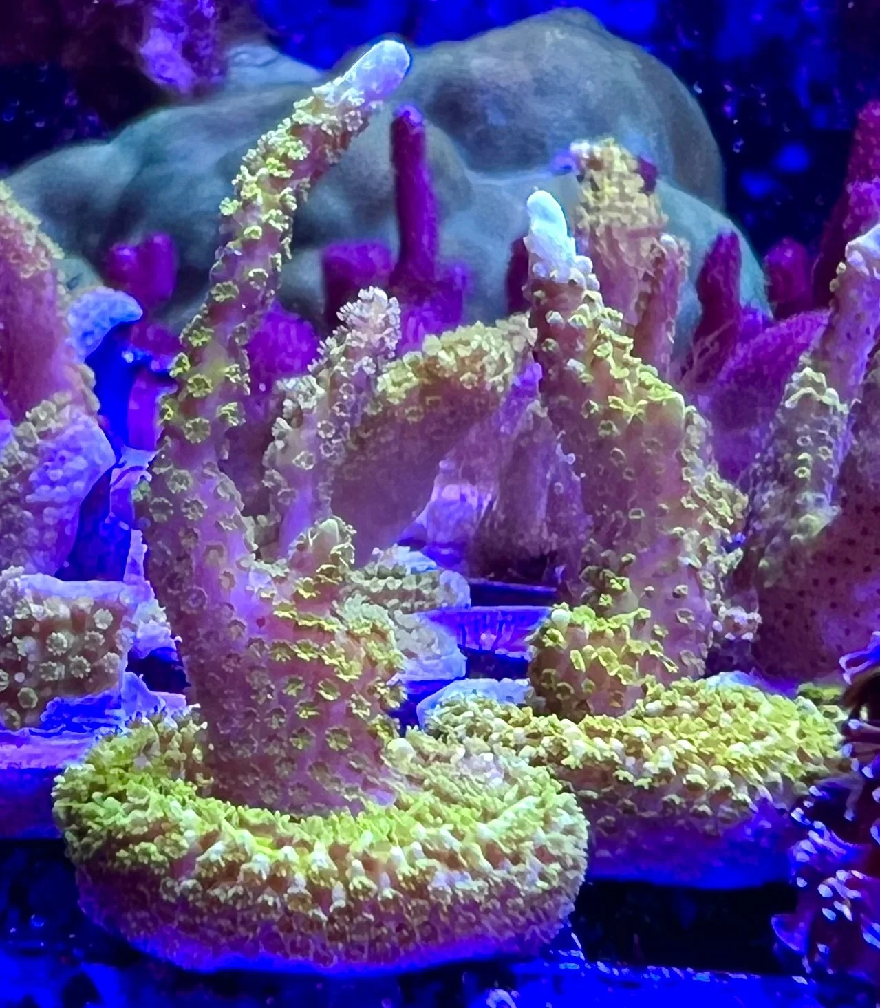 Green Montipora Digitata or Digi Monti coral is a fast-growing SPS under higher light, coloration intensifies into a vivid neon green with finer polyp structure by coralSLover®.