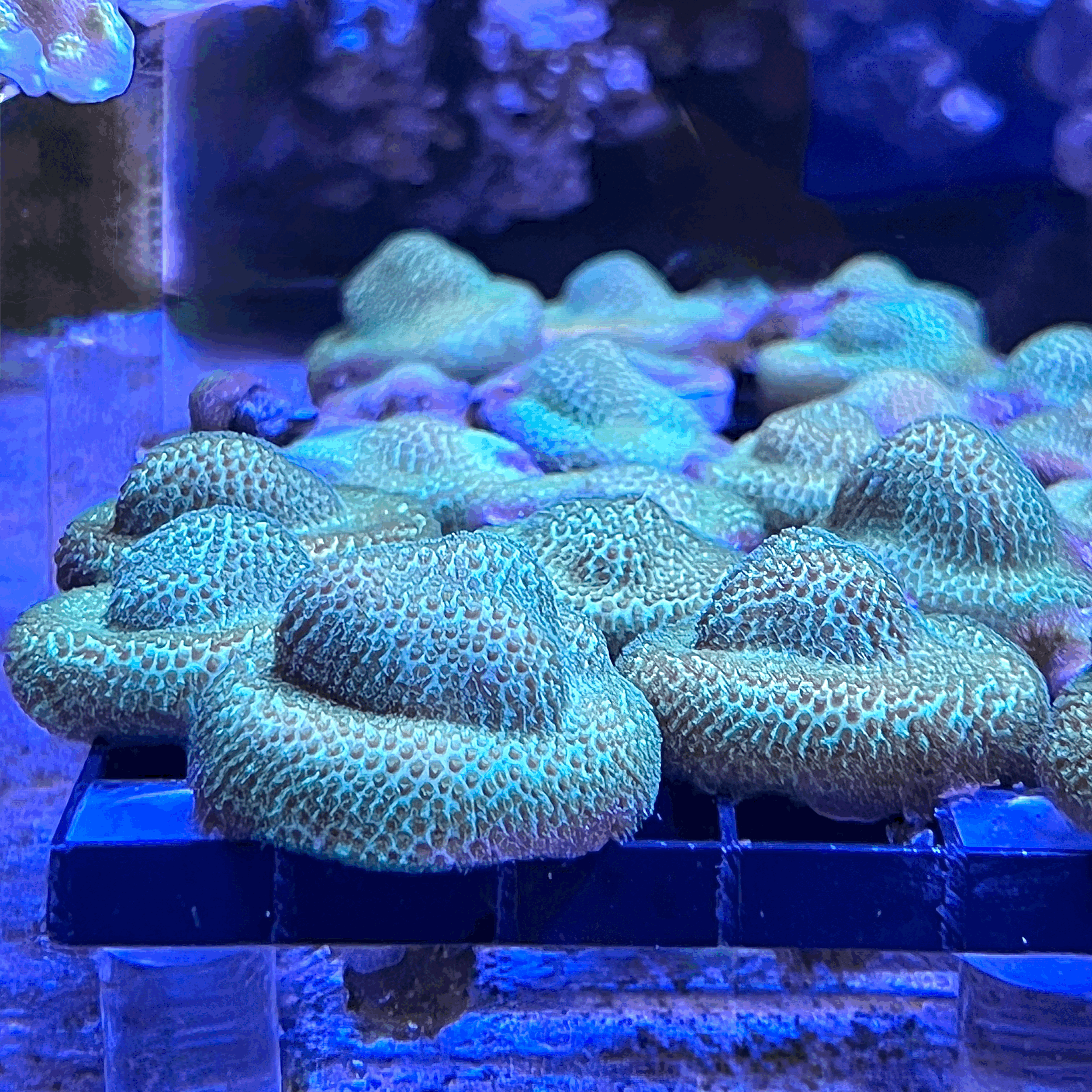 Green Velvet Montipora encrusting SPS multiple frags coral with rich fluorescent green coloration