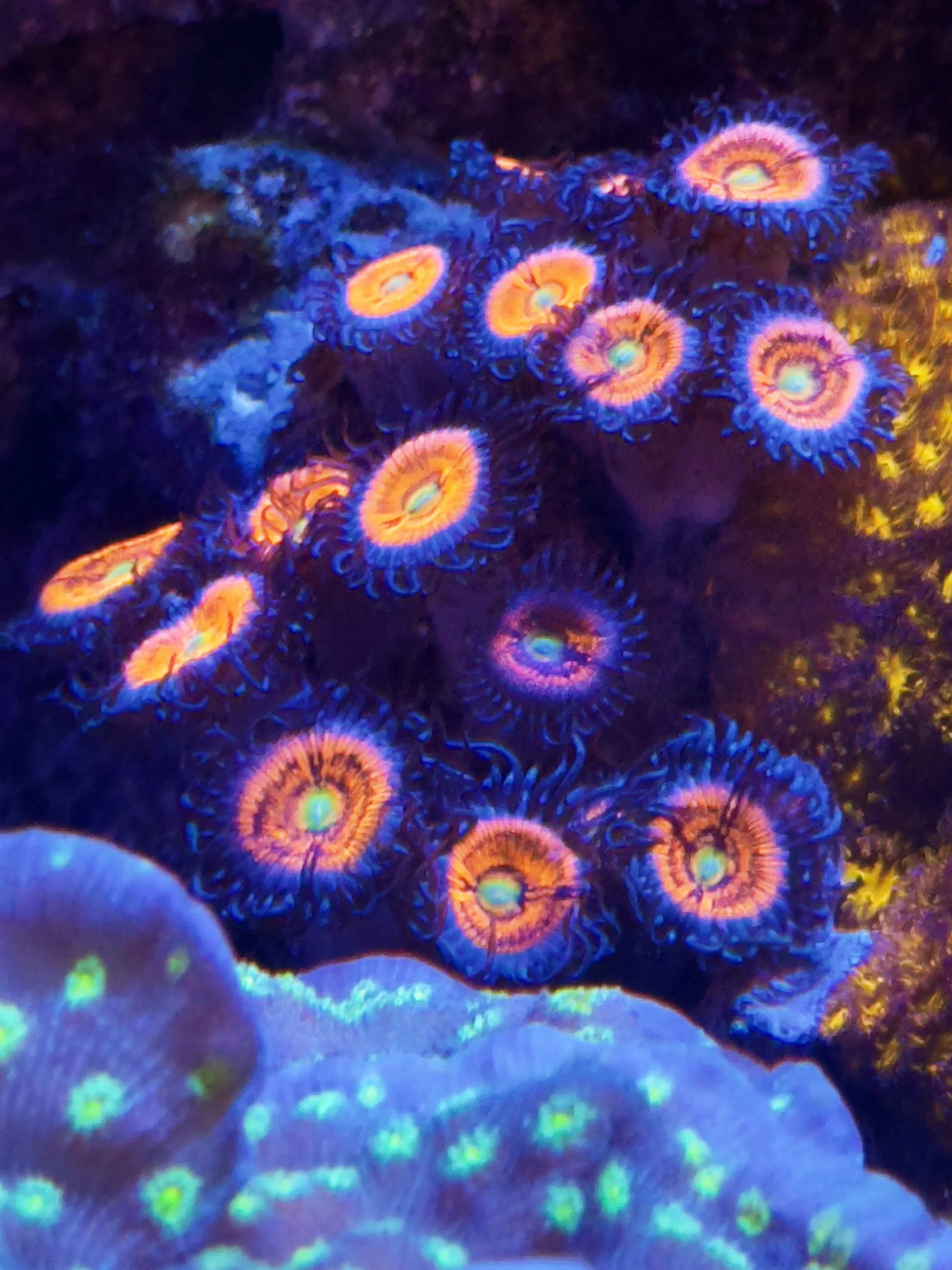 Aquacultured Everlasting Gobstopper Zoanthids forming dense mat with high-contrast coloration