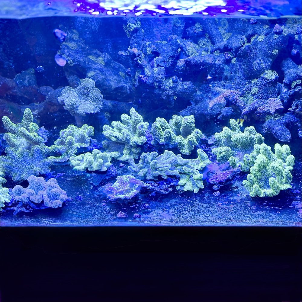 coralcoralページ coralSLover | FREE Coral for All Orders. Buy 3 get 1 FREE Coral