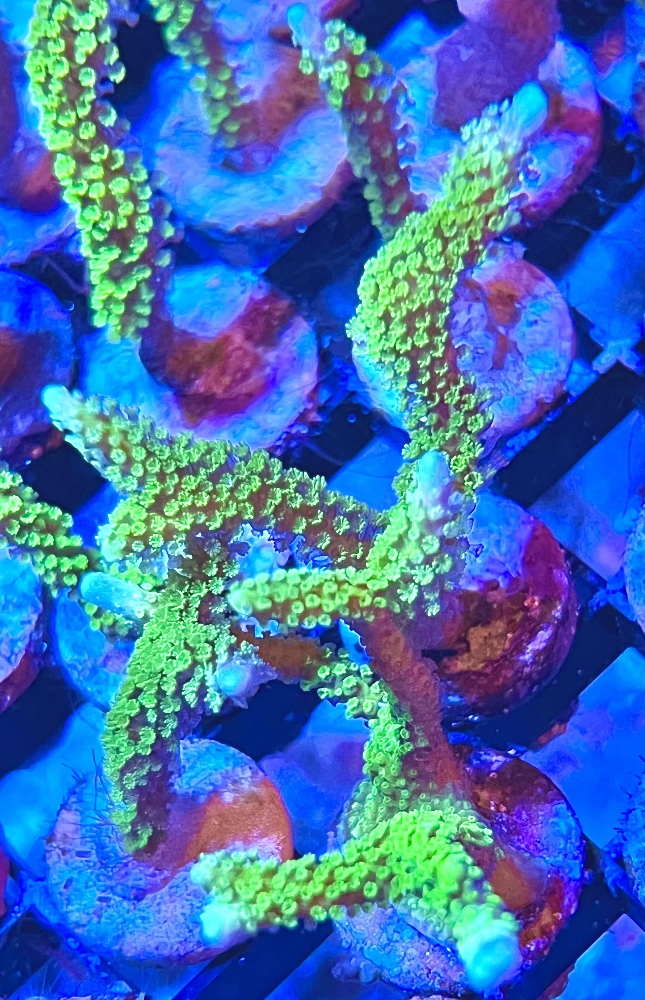 Close-up Green Montipora Digitata showing finger-shaped branches and bright green coloration