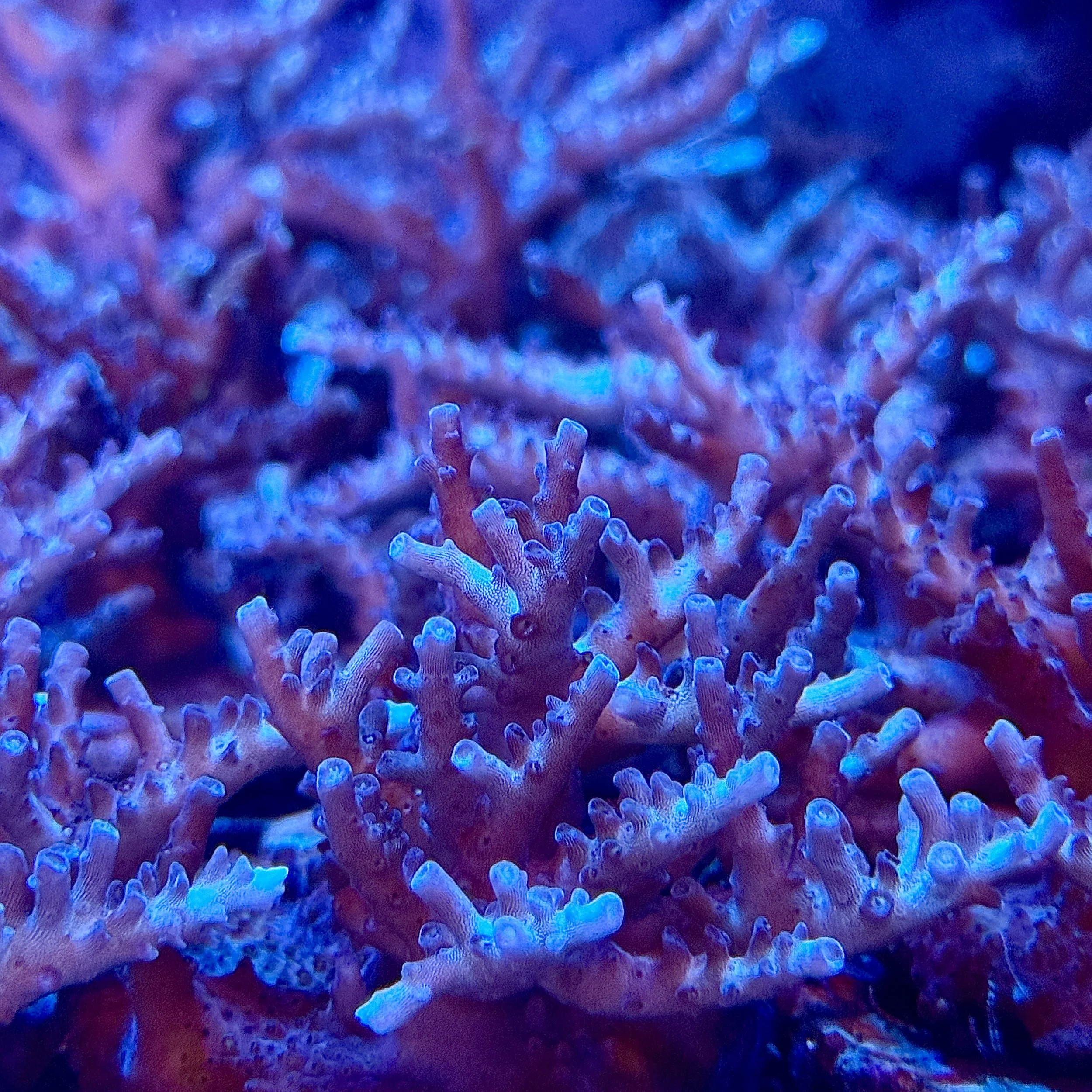 Crayola Plana Acropora aquacultured SPS coral highlighting layered plate formation and subtle coloration shifts