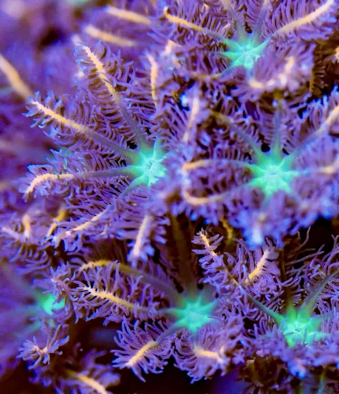 Firework Clove Polyps – Aquacultured Soft Coral | coralSLover®
