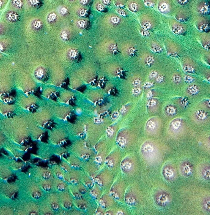 Image 1-21-26 at 8.31 AM.jpeg