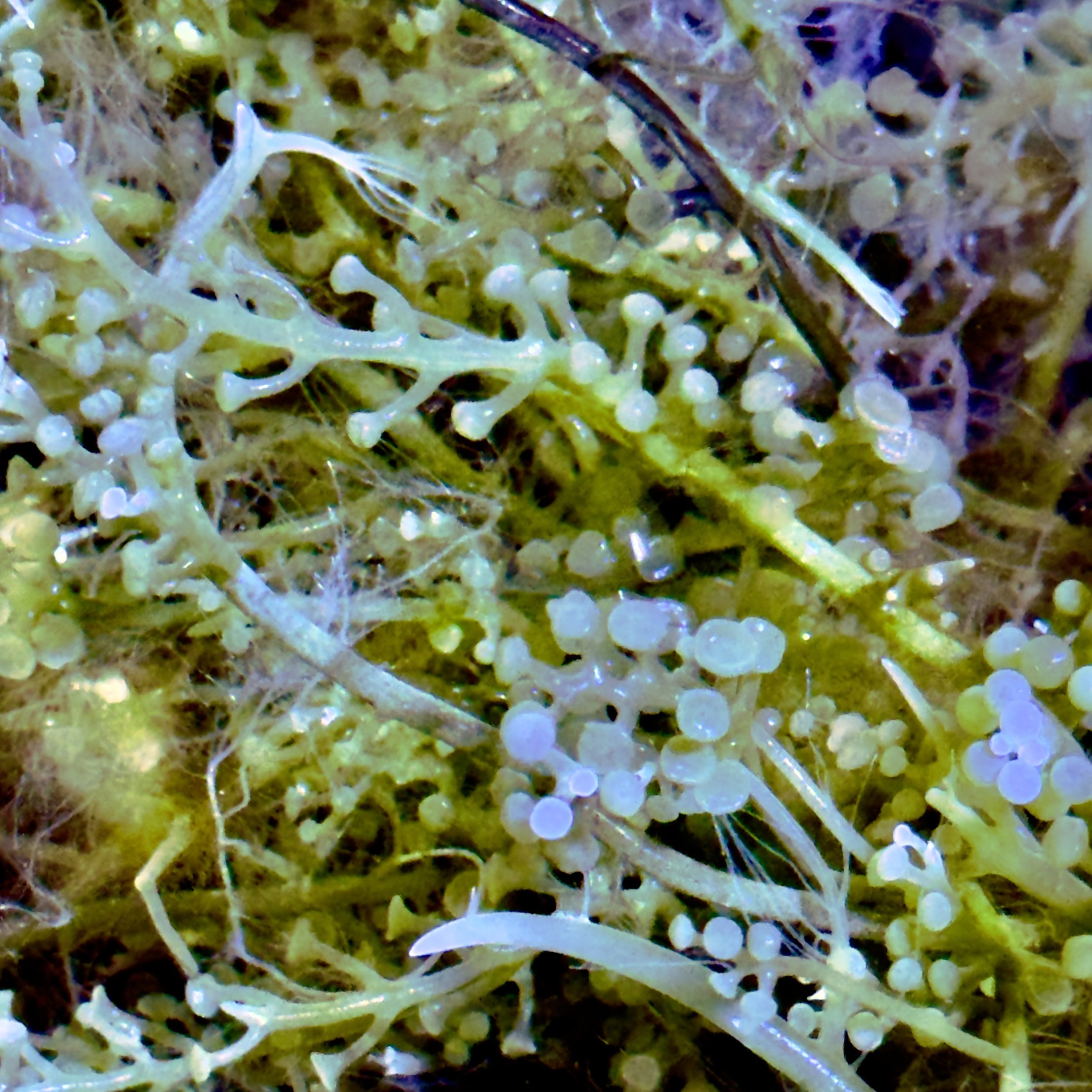 caulerpa racemosa macroalgae attached to rock in marine tank